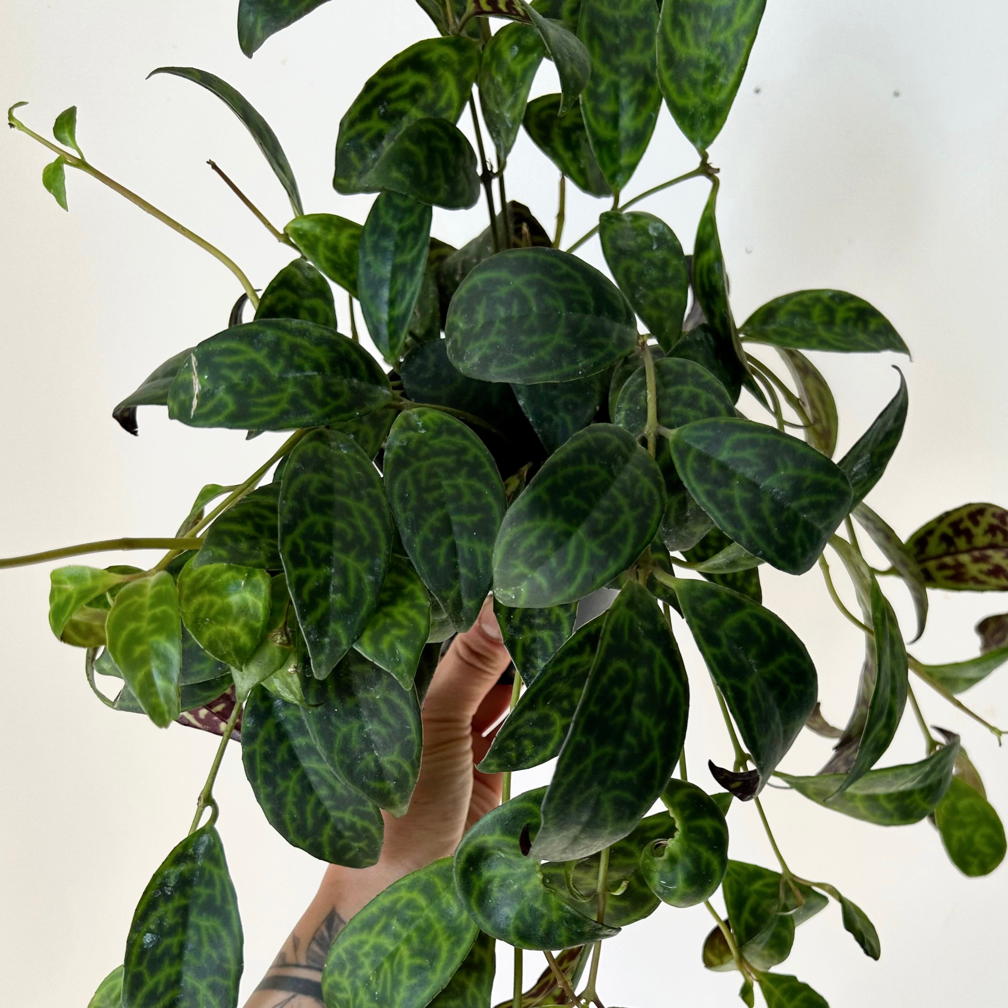 Black Pagoda Lipstick Plant (Aeschynanthus longicaulis) 5”pot