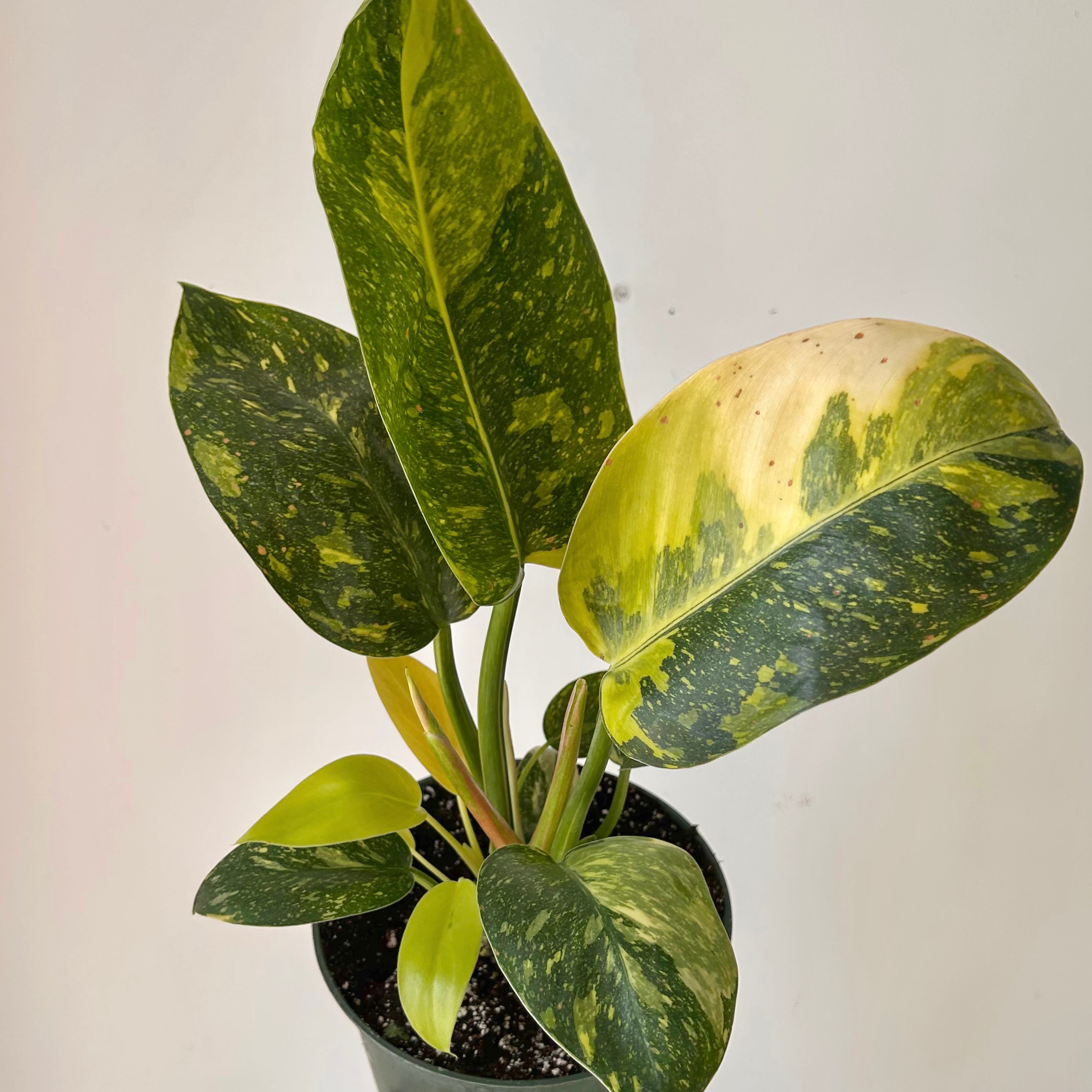 Variegated Philodendron Green Congo Nuclear 6” pot