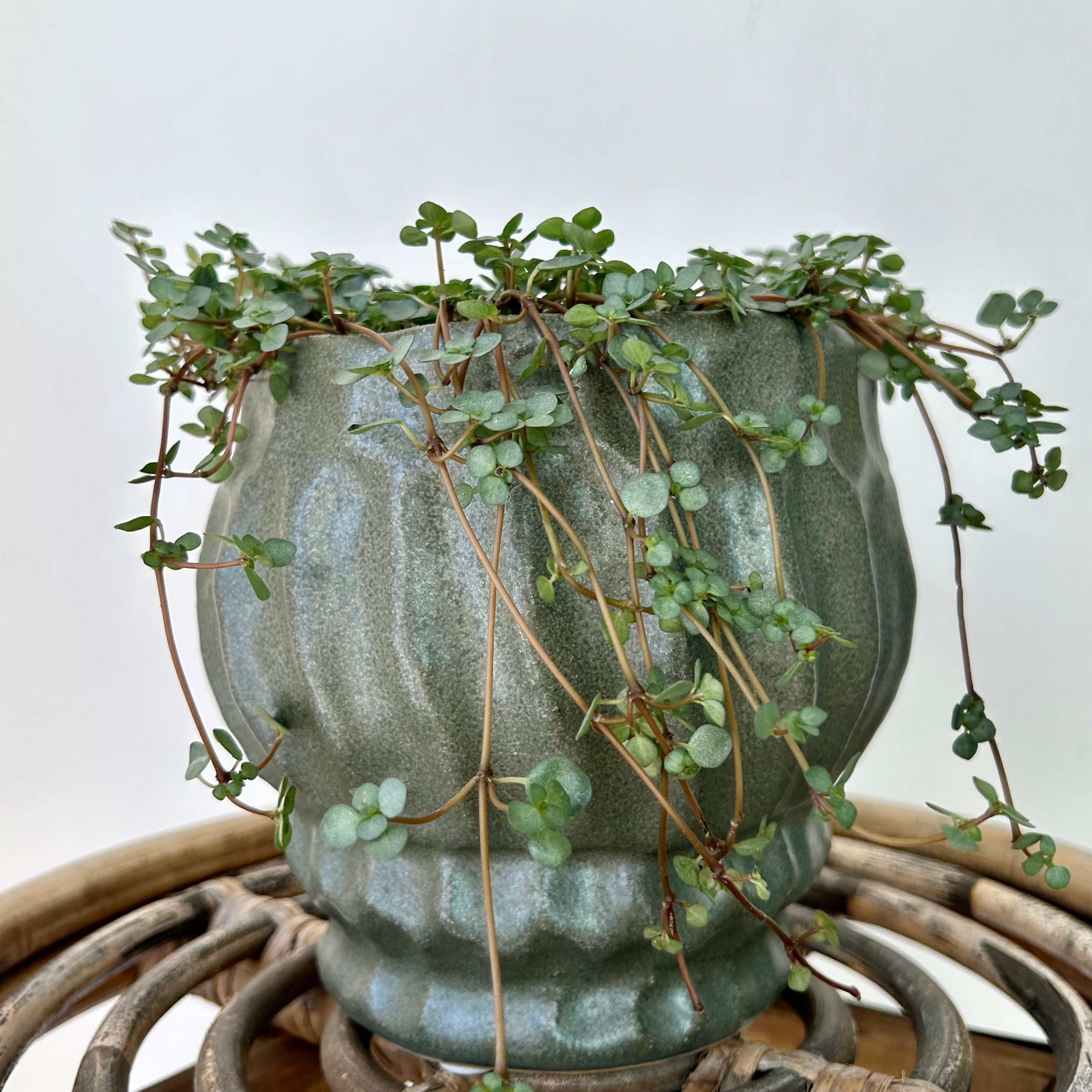 IRIS Raised Decorative Pot (available in two sizes) Dark Green