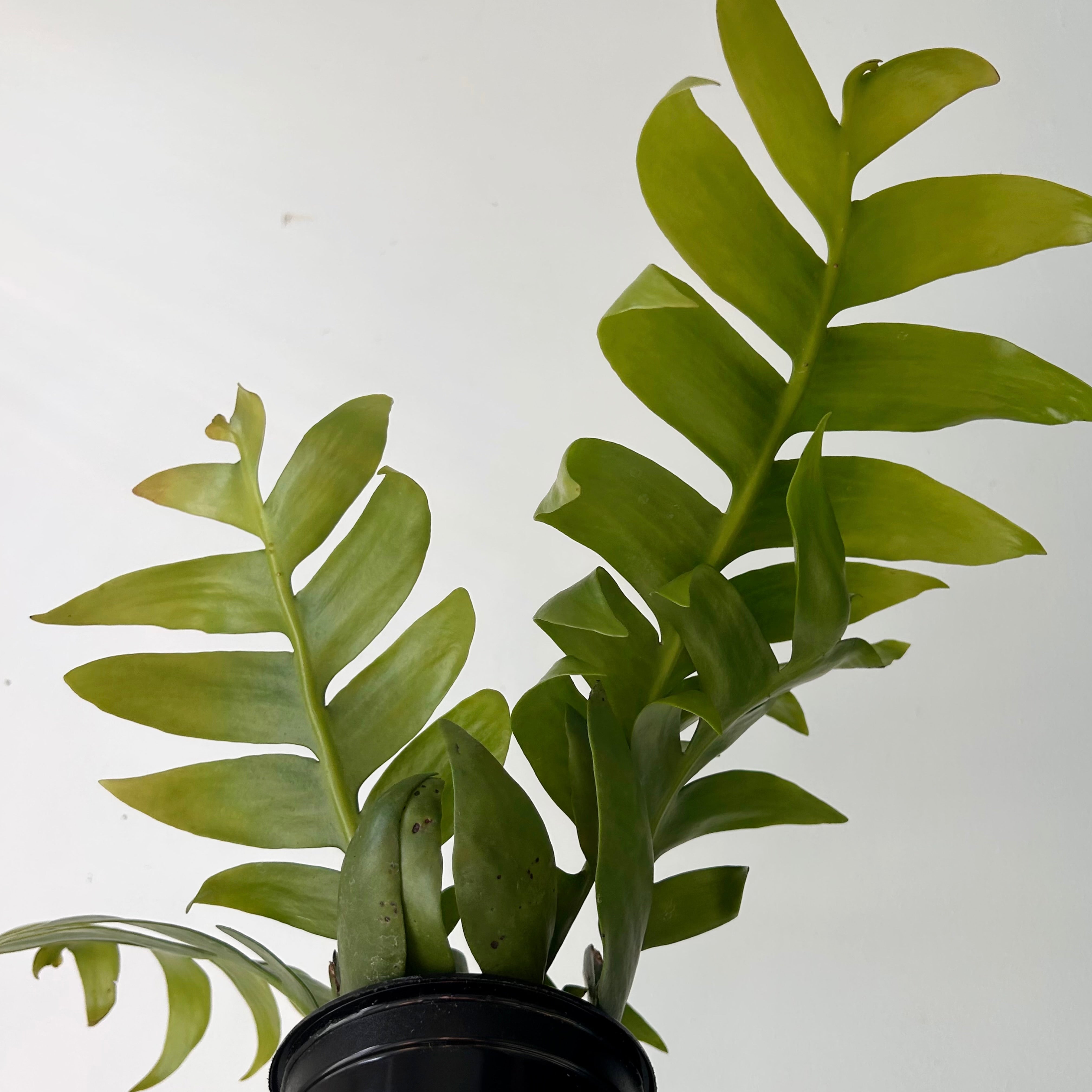 Fernleaf Orchid Cactus (Selenicereus chrysocardium) 4” pot