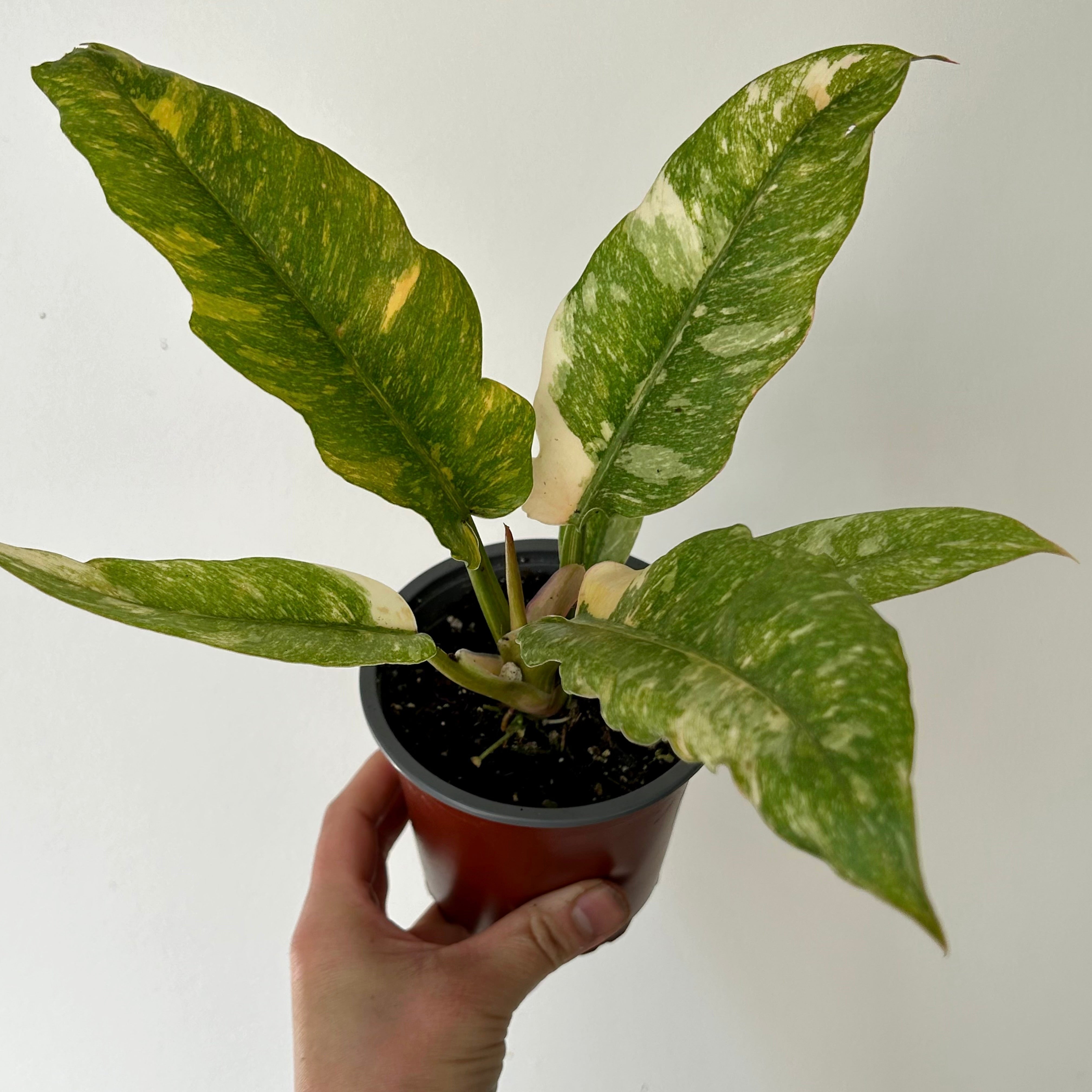 Philodendron "Ring of Fire" 3.5”pot