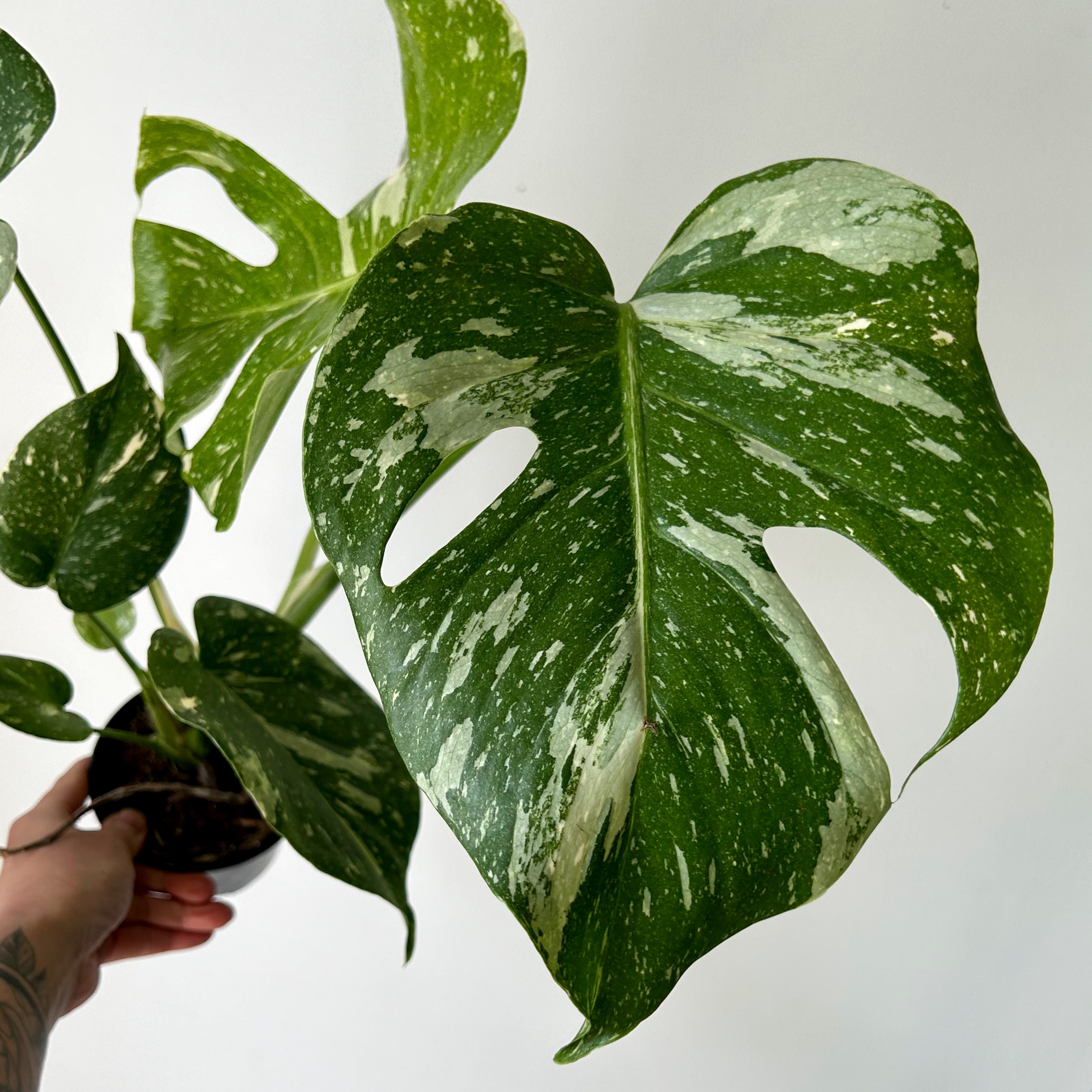 Monstera “Thai Constellation" 3.5”pot
