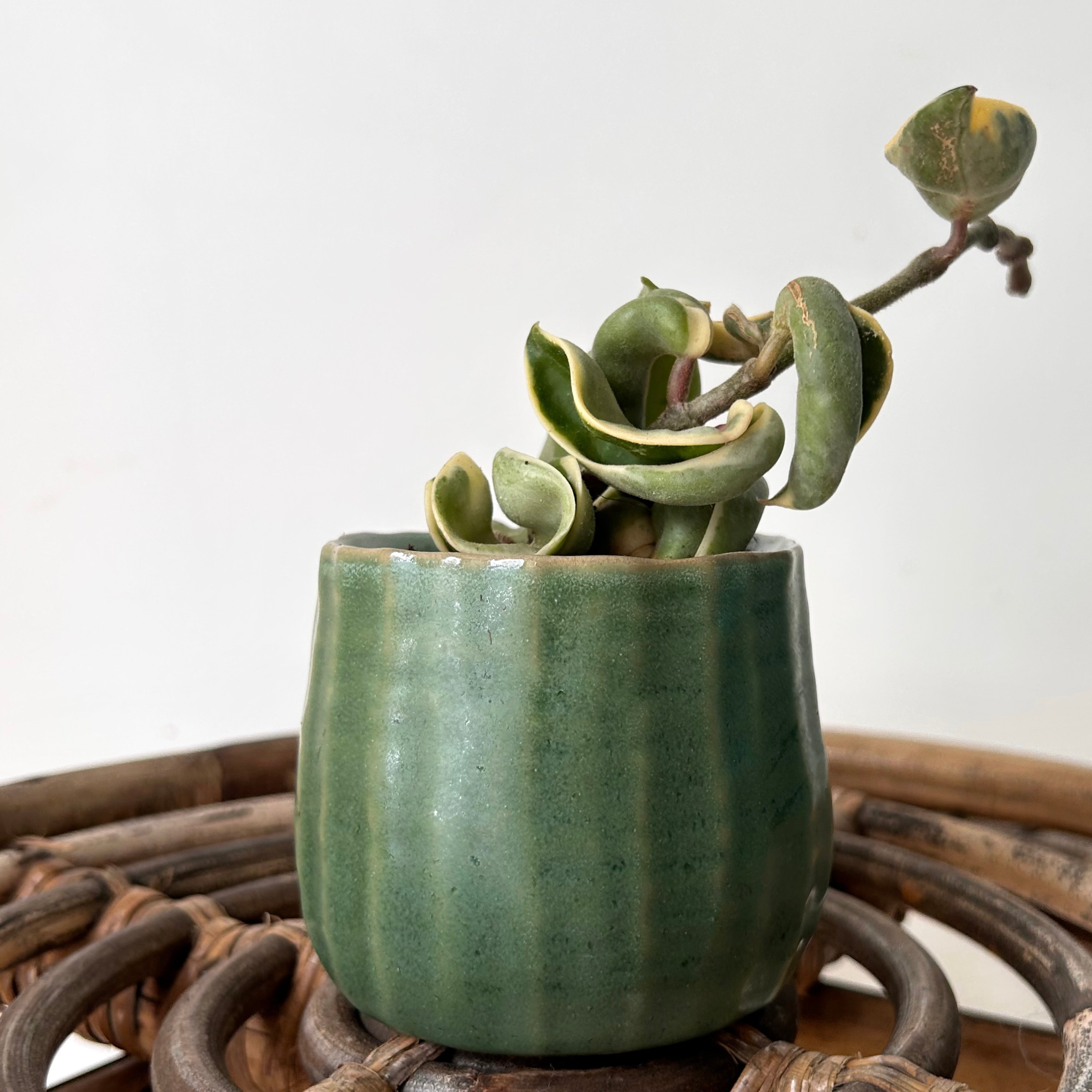 PALMERO Decorative Pot (2.75”x2.75”)