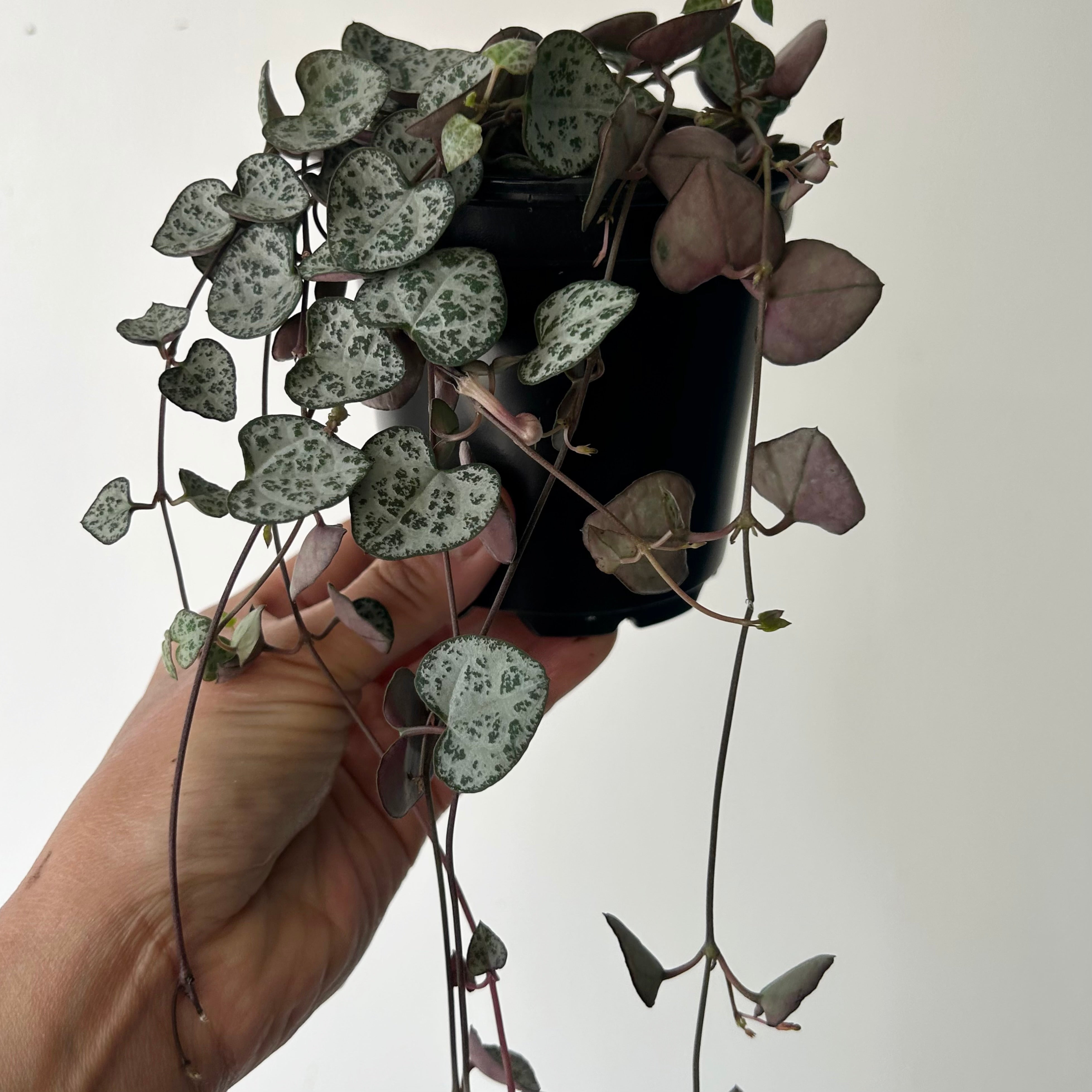 String of Hearts 3.5”pot