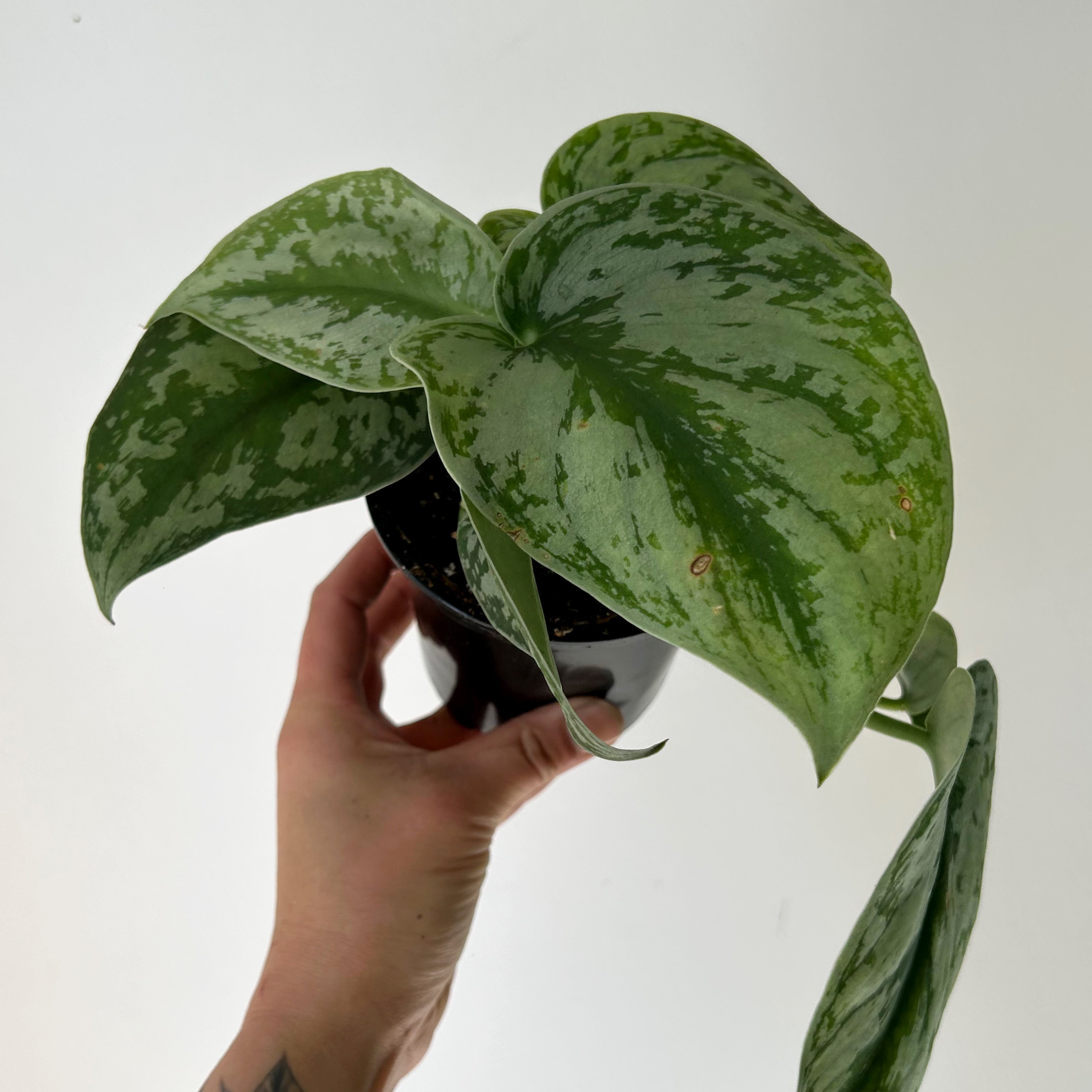 Scindapsus “Exotica” 4” pot