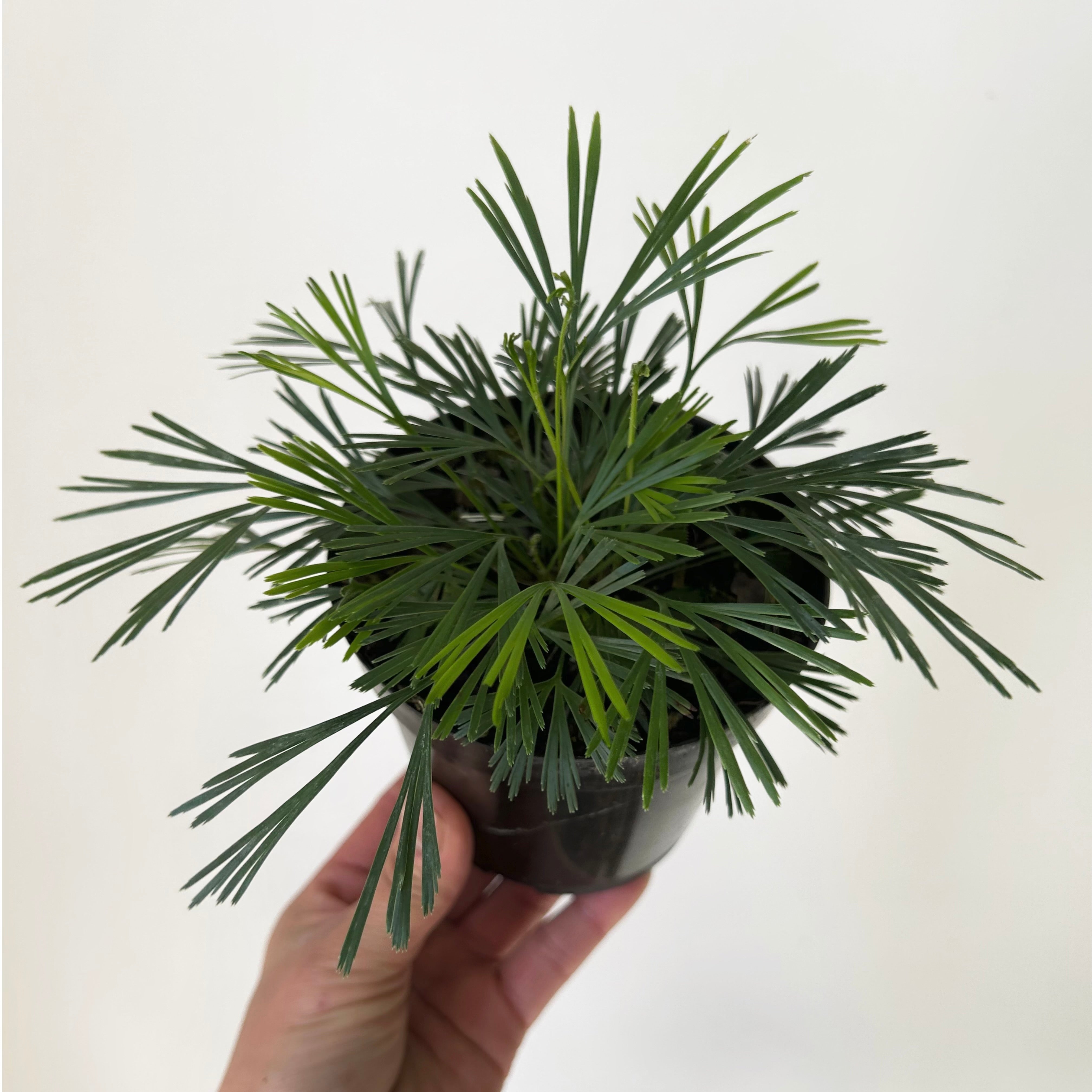 Eyelash Fern (Actiniopteris australis) 4” pot