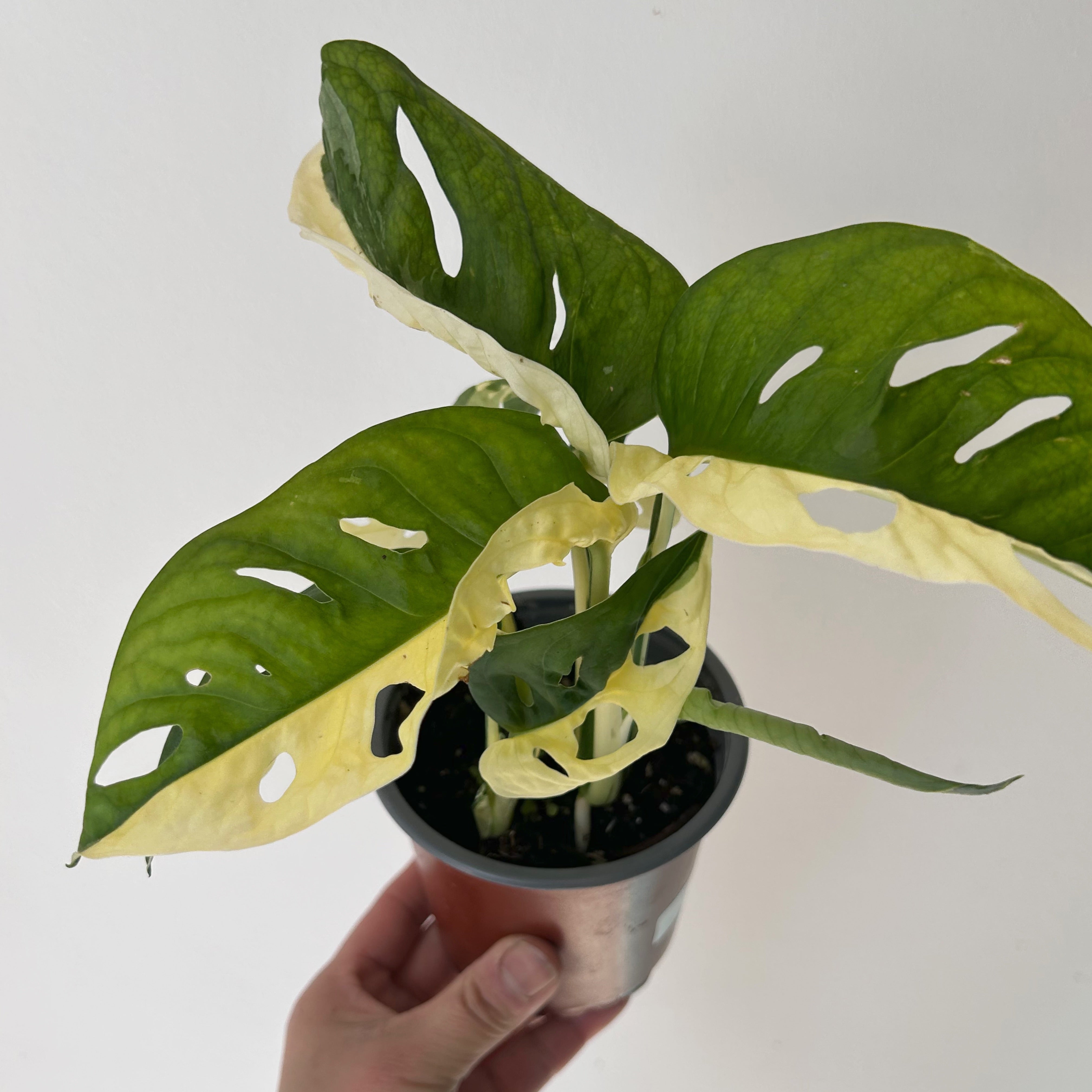 Monstera adansonii aurea variegated 4” pot