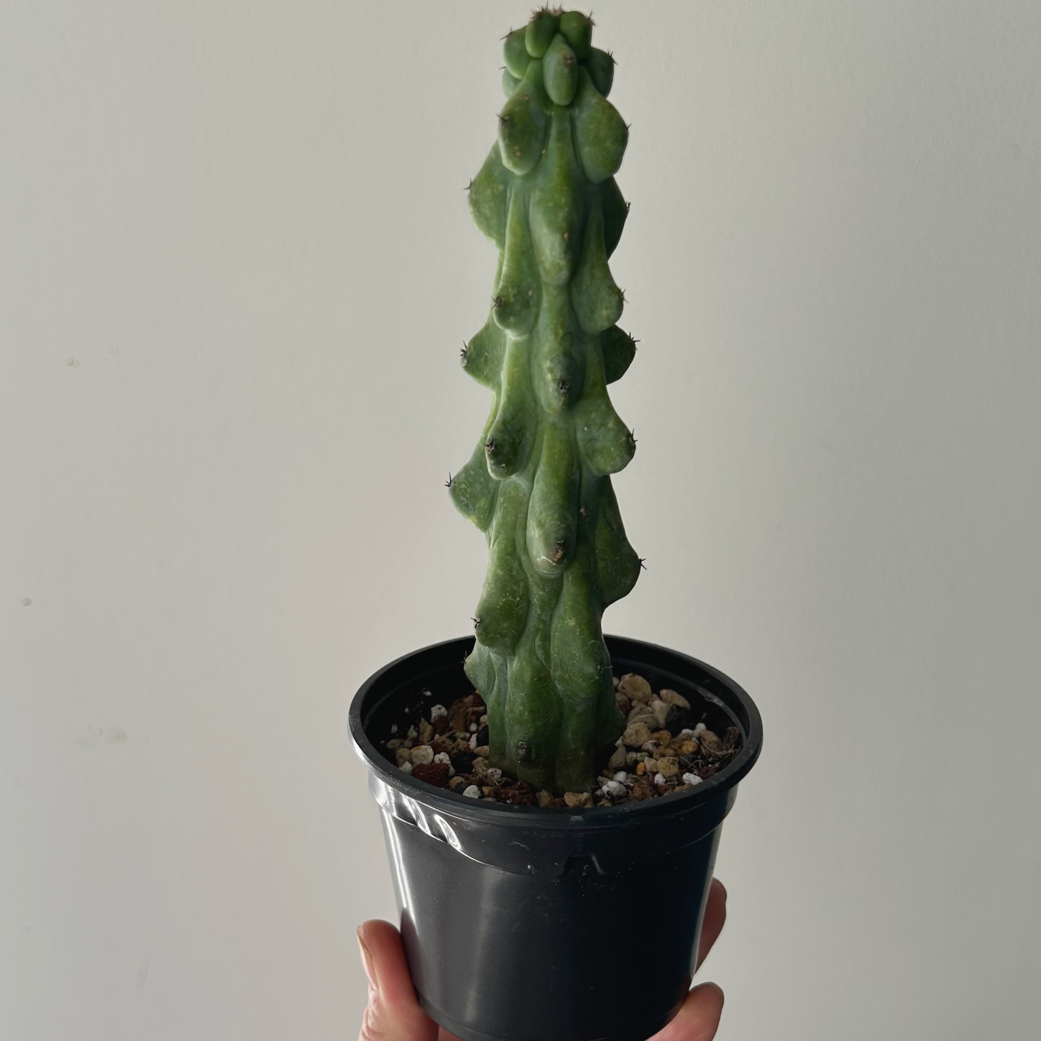 Boobie Cactus (Myrtillocactus geometrizans fukurokuryuzinboku) 3.5”pot