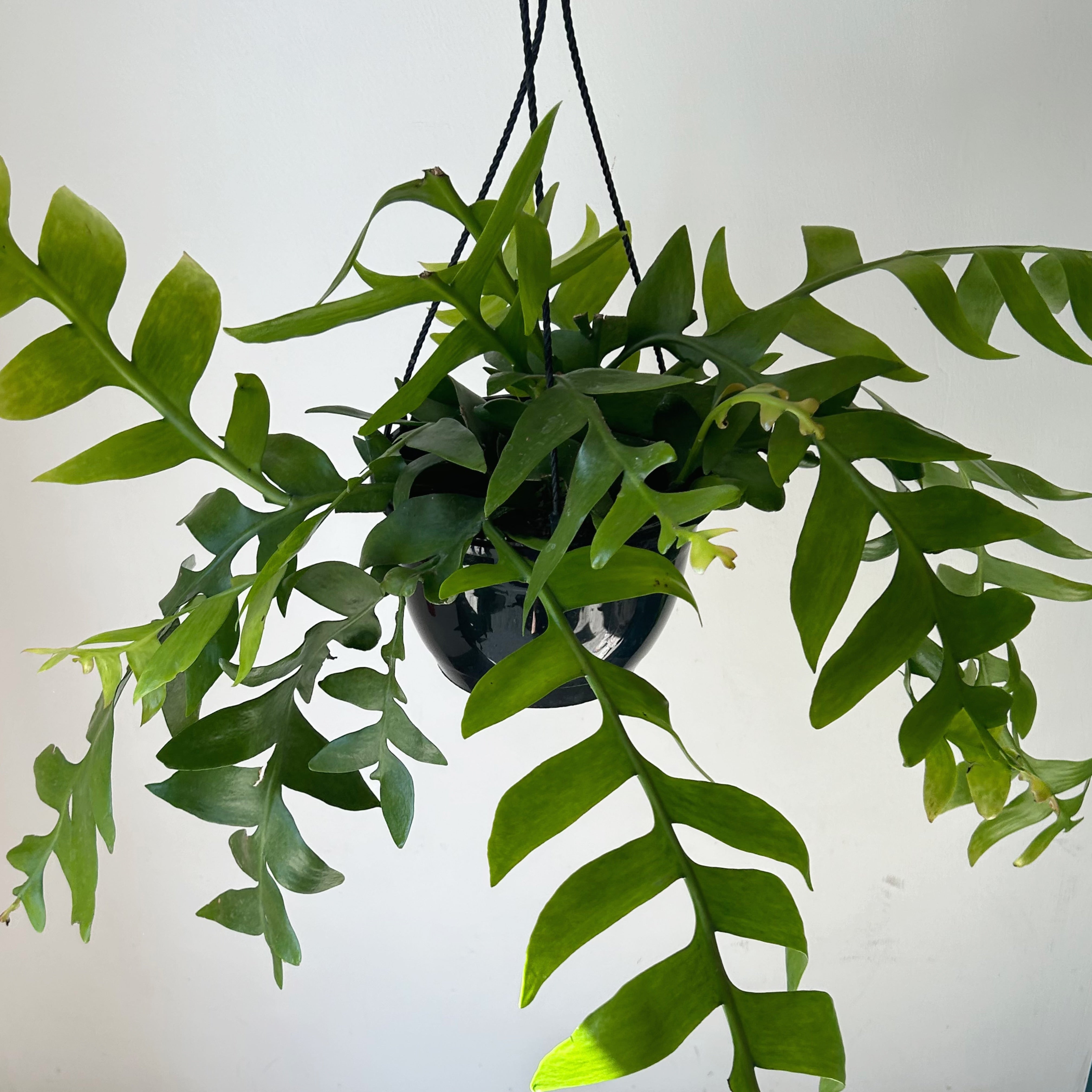 Fernleaf Orchid Cactus (selenicereus chrysocardium ) 10”hanging basket