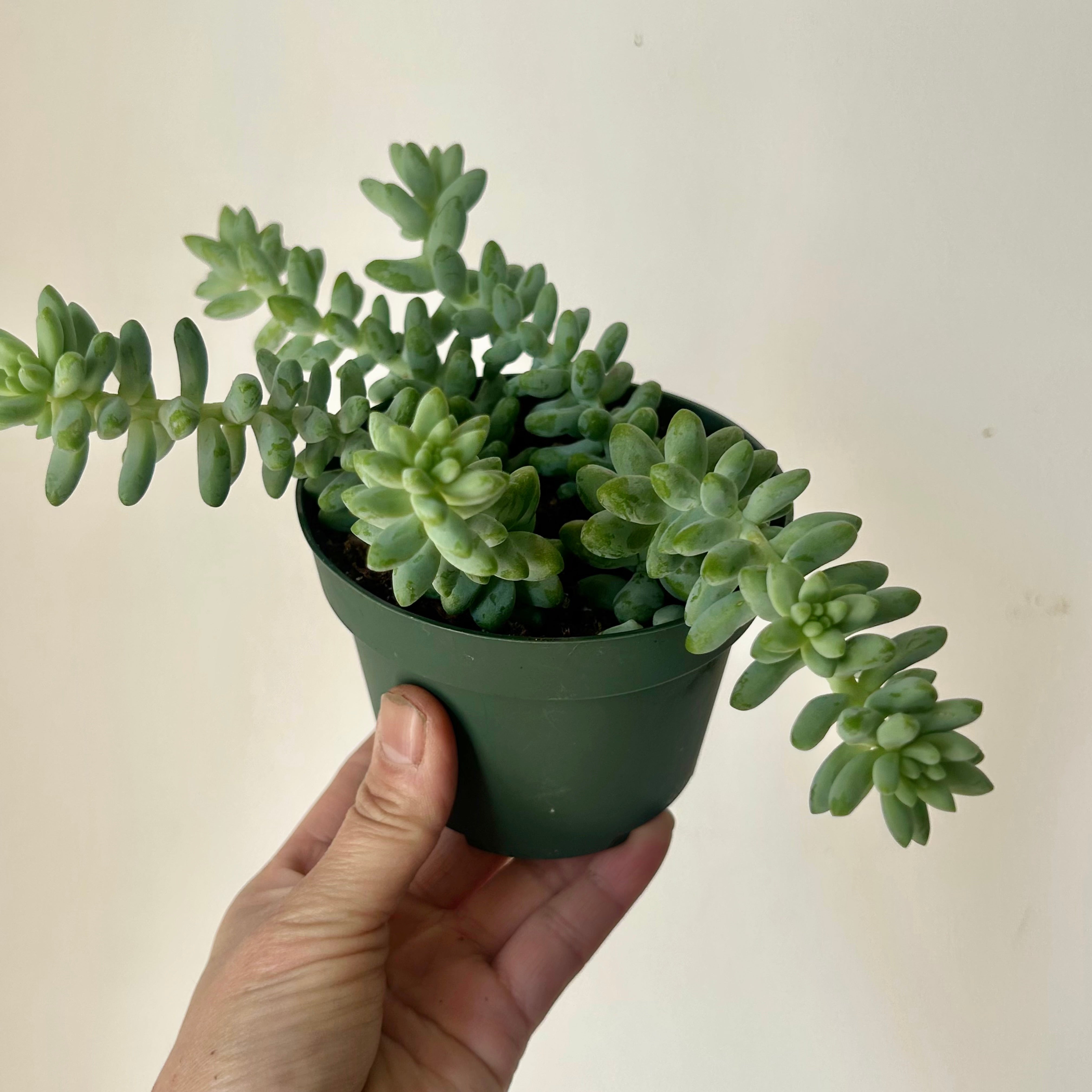 Burro's Tail Succulent  (Sedum Morganianum "Burrito") 4”pot