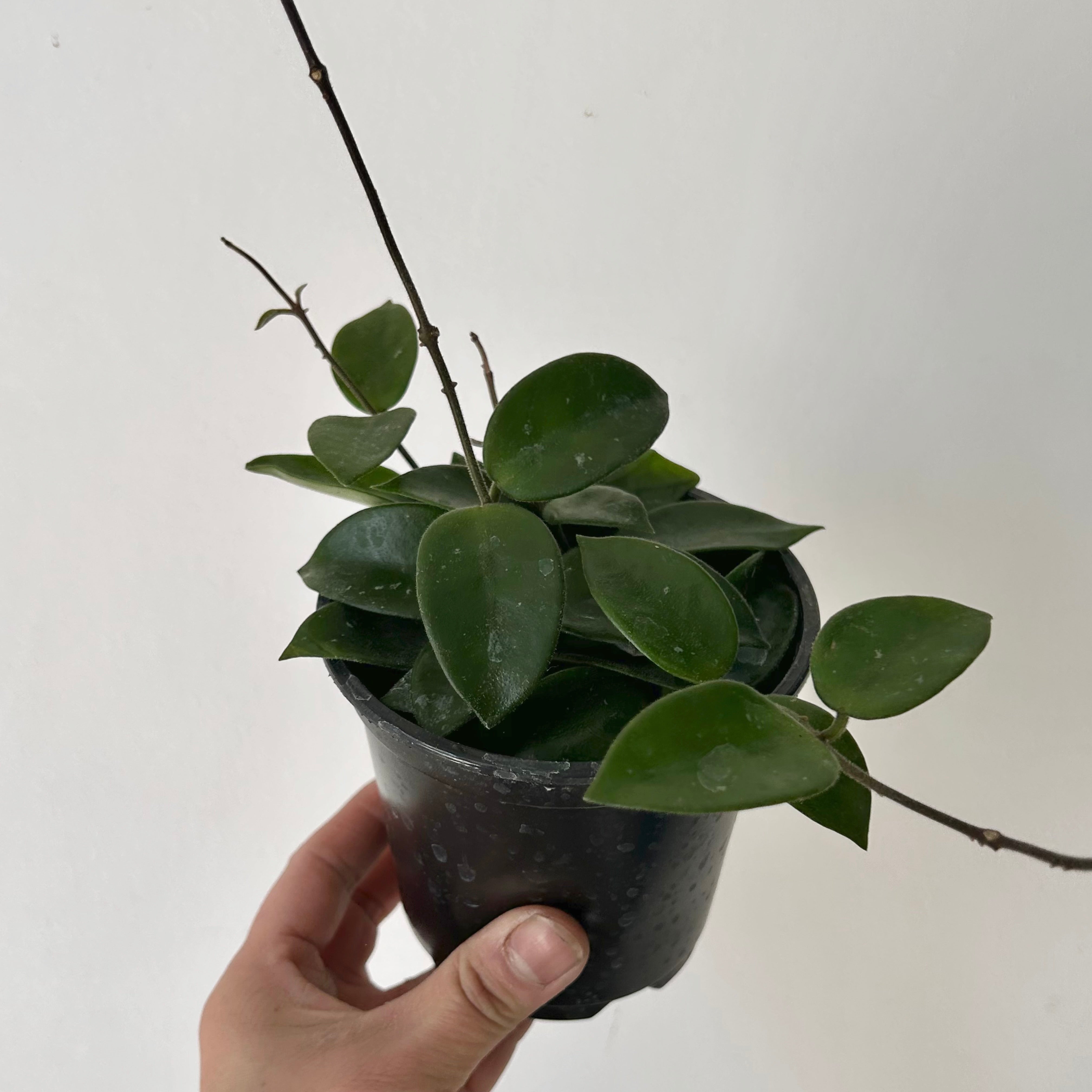 Hoya Chuoke (H.CarnosaXH.serpens) 4”pot