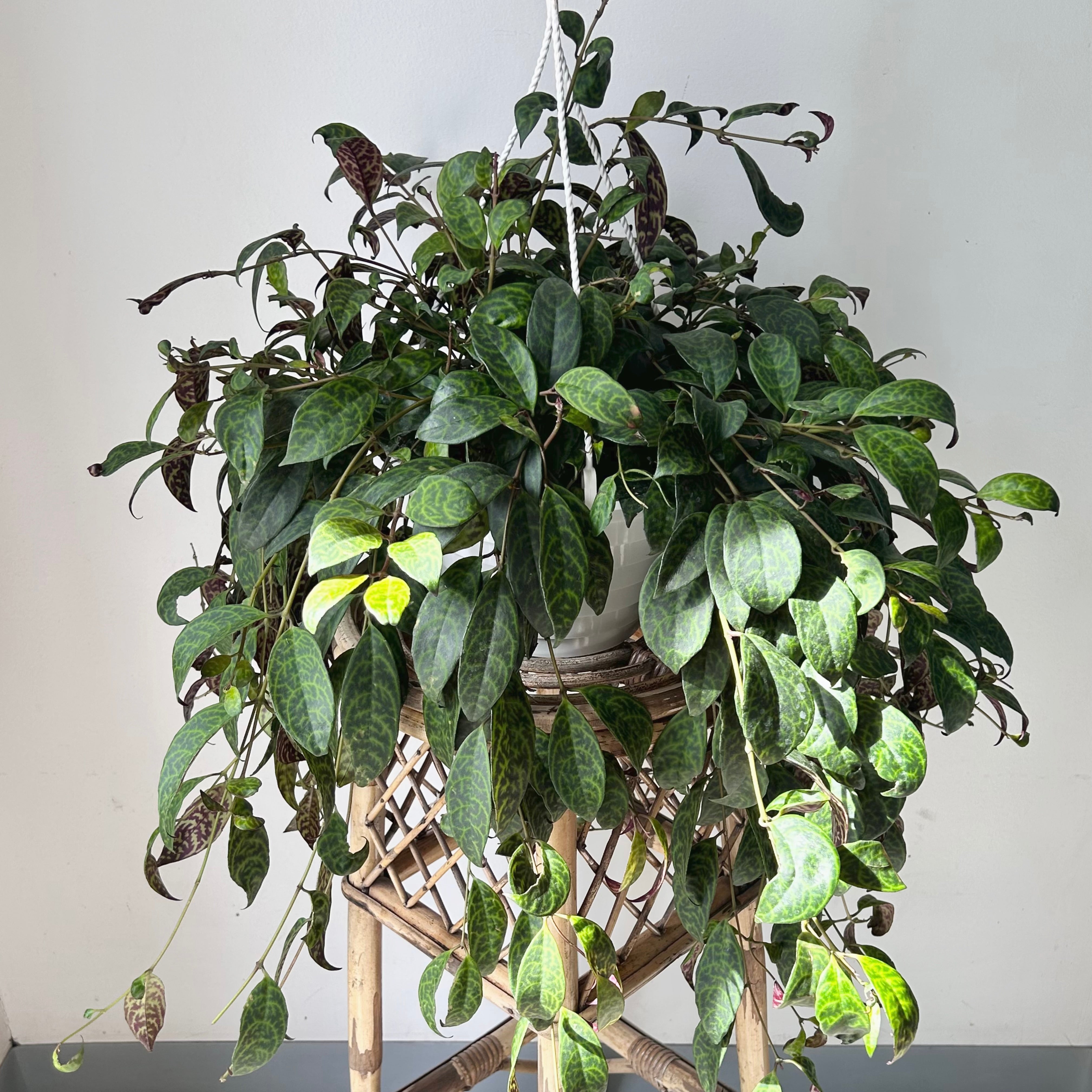 Black Pagoda Lipstick Vine (Aeschynanthus Longicaulis) 8" hanging basket