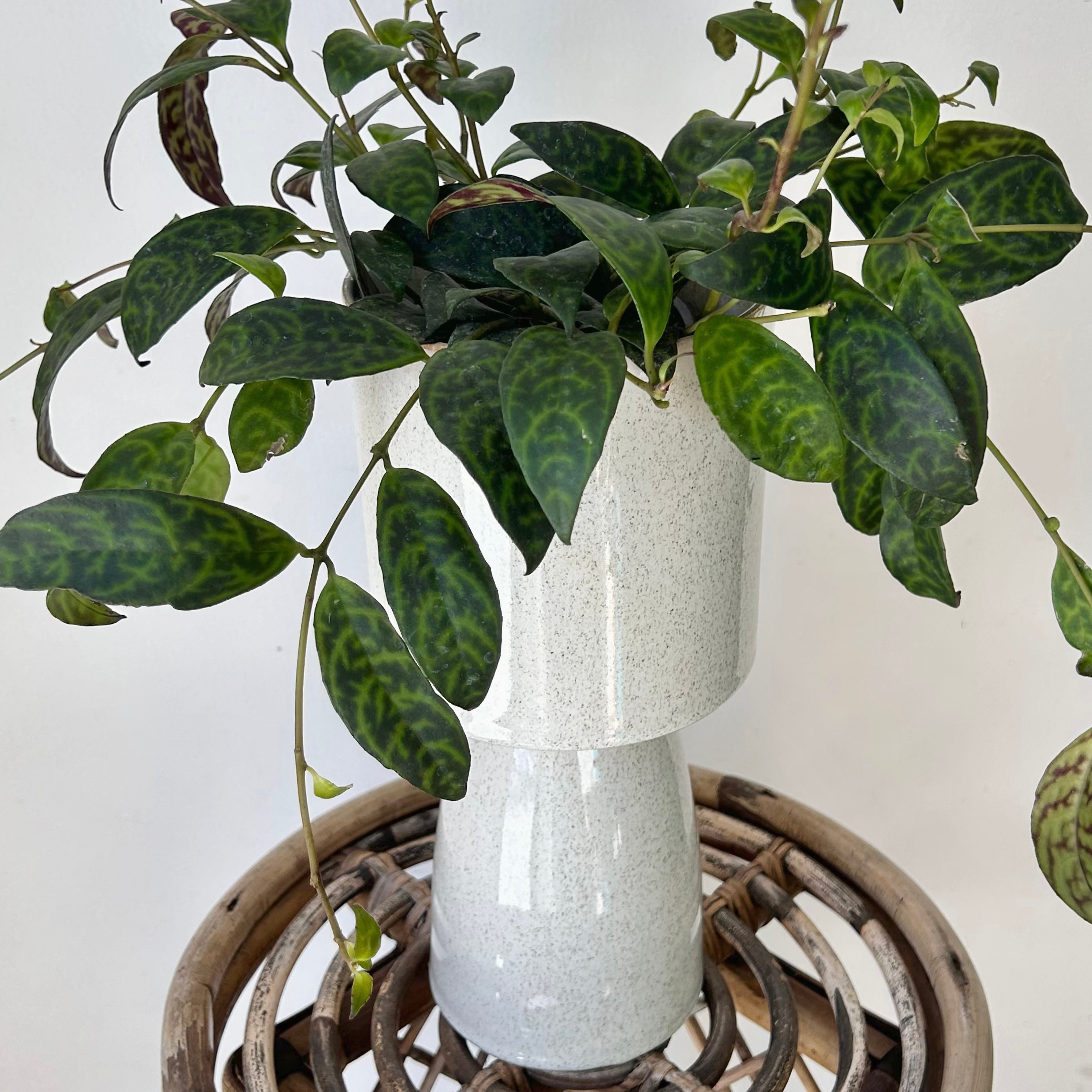 BETA Footed Ceramic Pot (5.25”x11”)