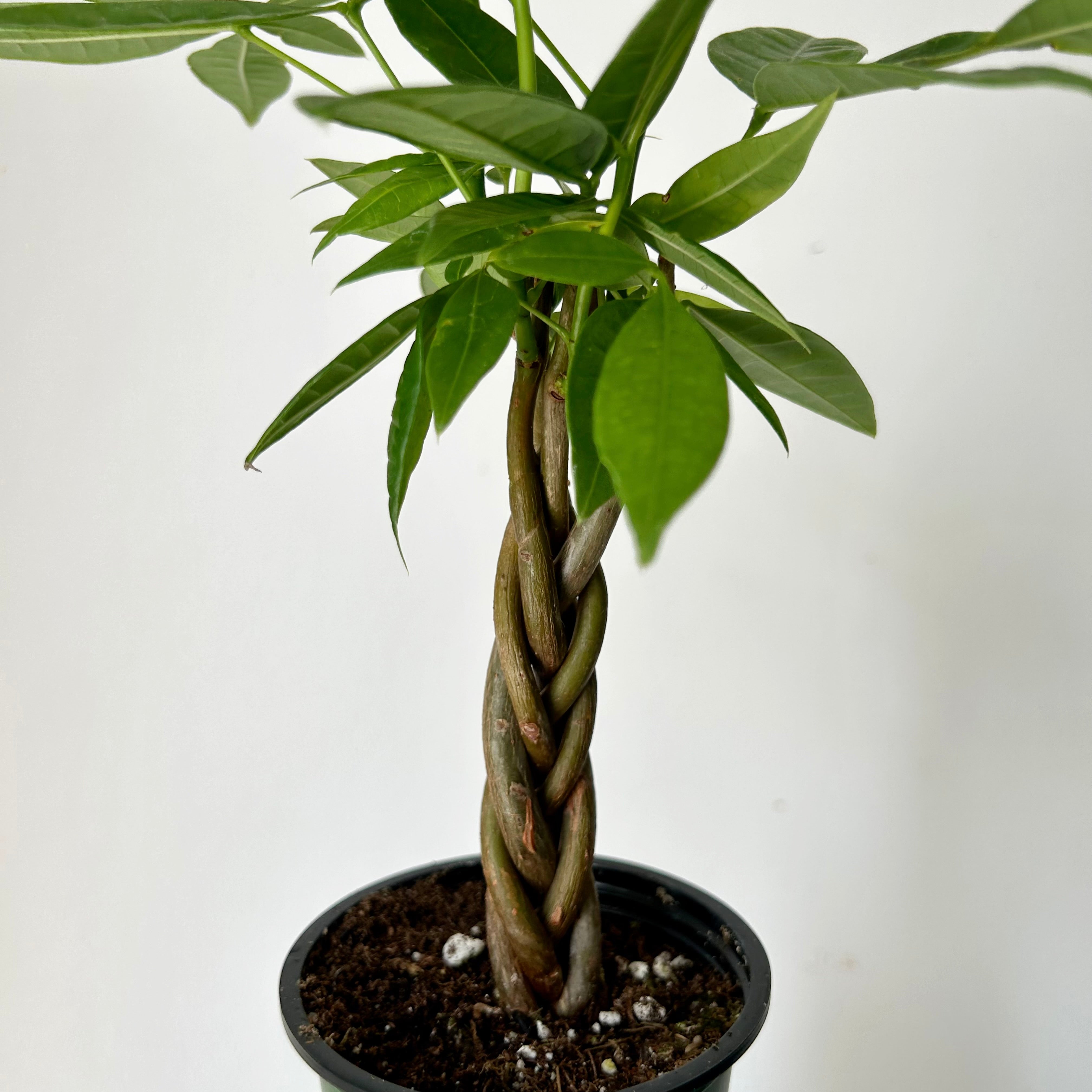 Money Tree with braided stem (Pachira aquatica) 3.5”pot