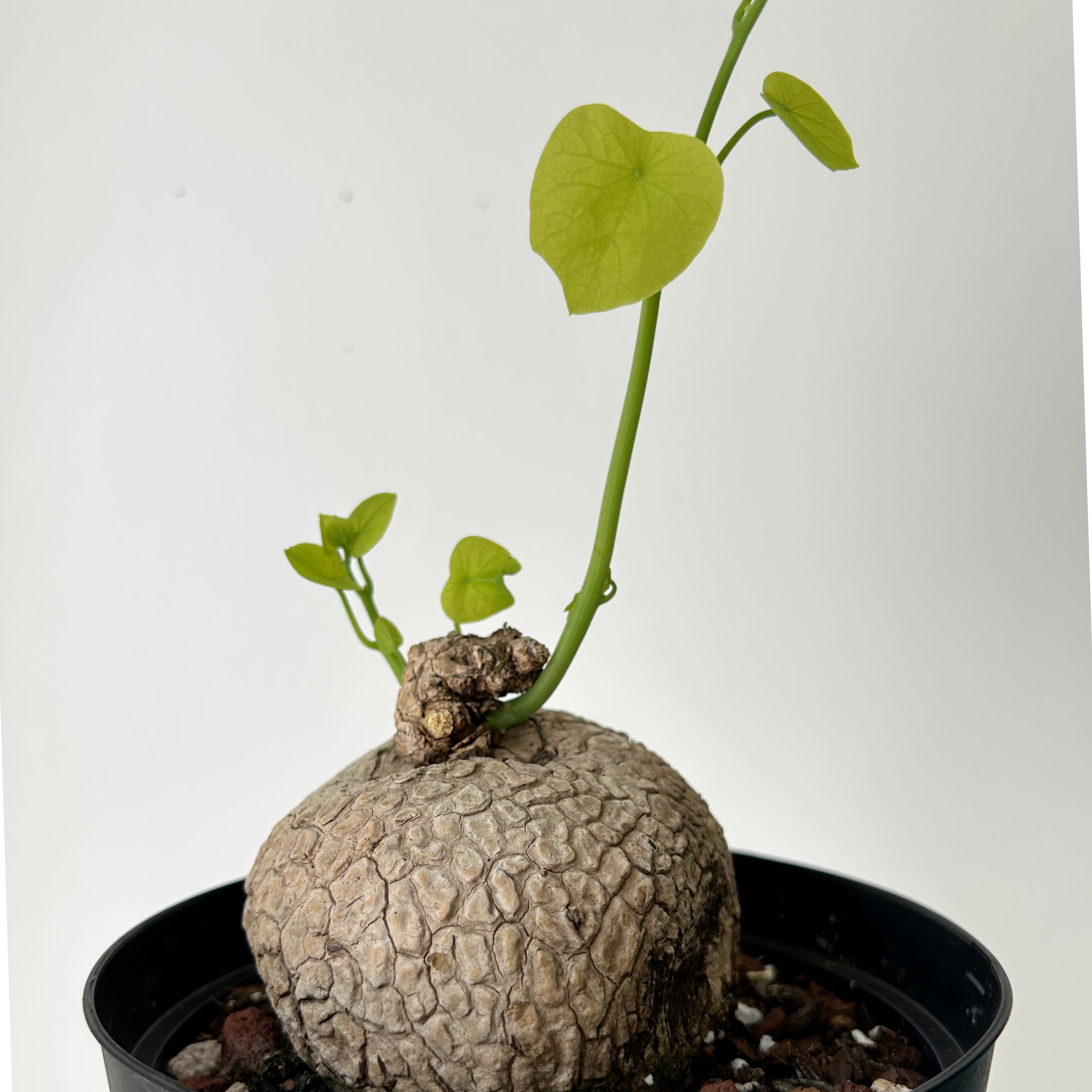 Stephania suberosa 6” pot