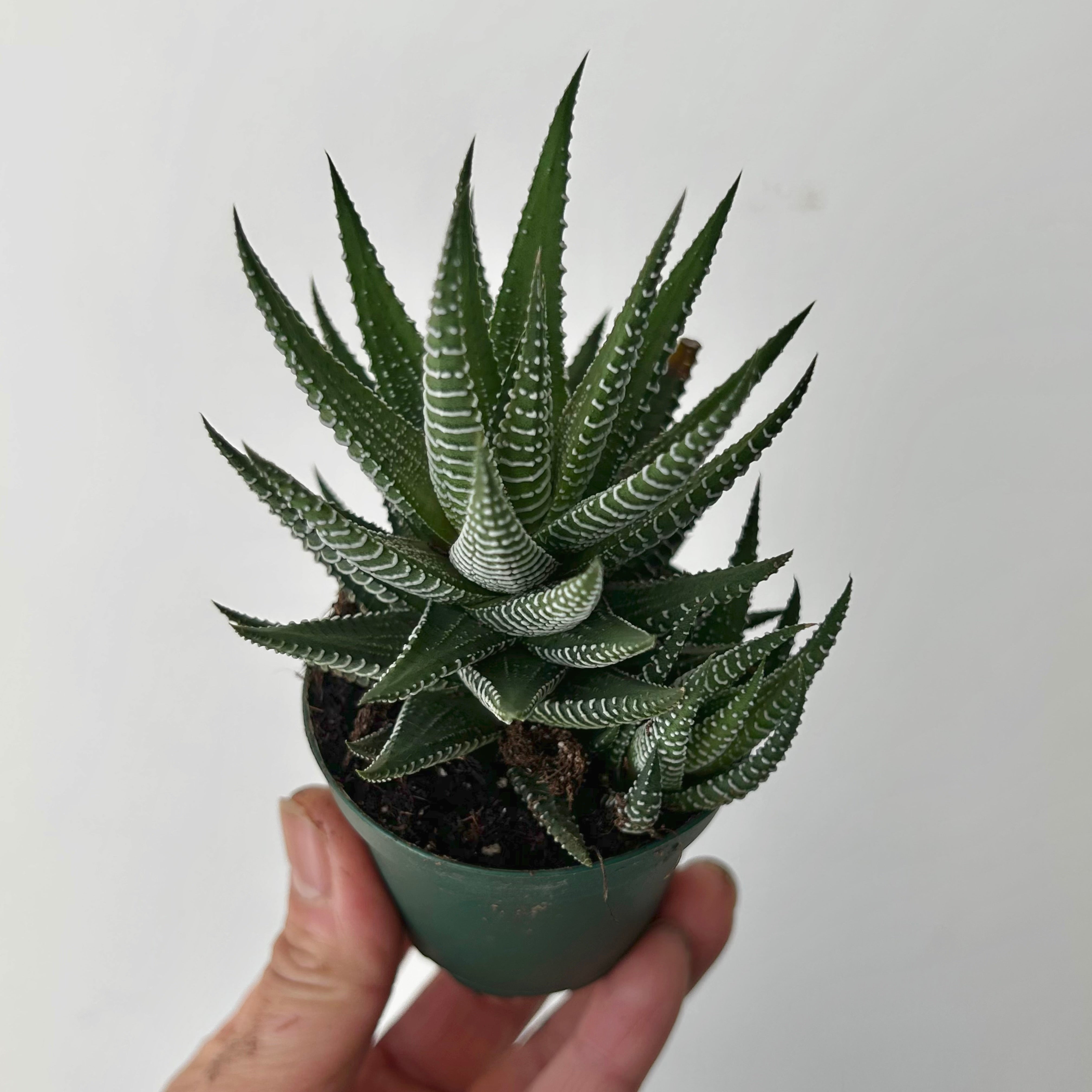 Haworthia “Zebra” (Haworthiopsis fasciata) 2.5” pot