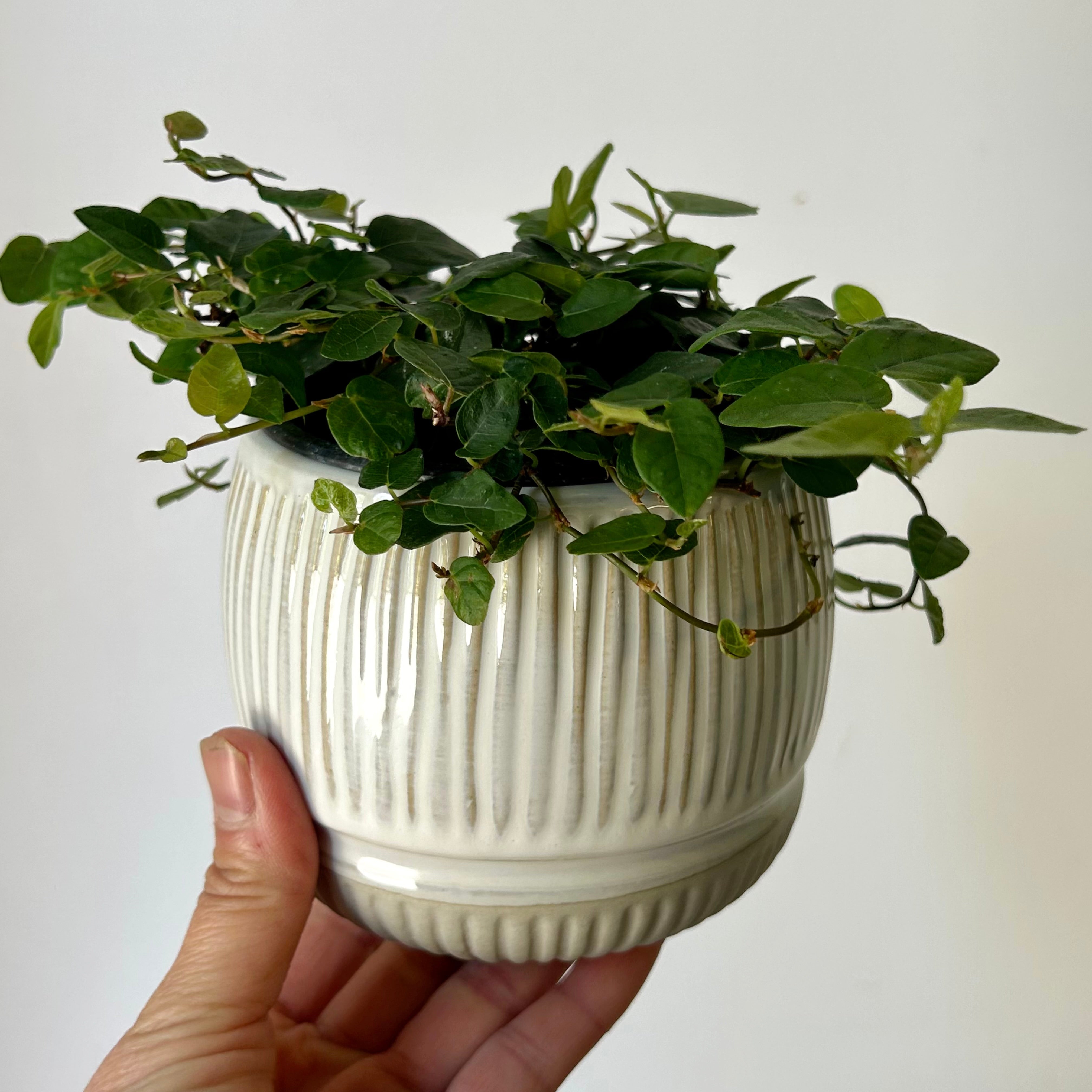 CAMILLA Decorative Striped Ceramic Pot (3.5”x3.5”)