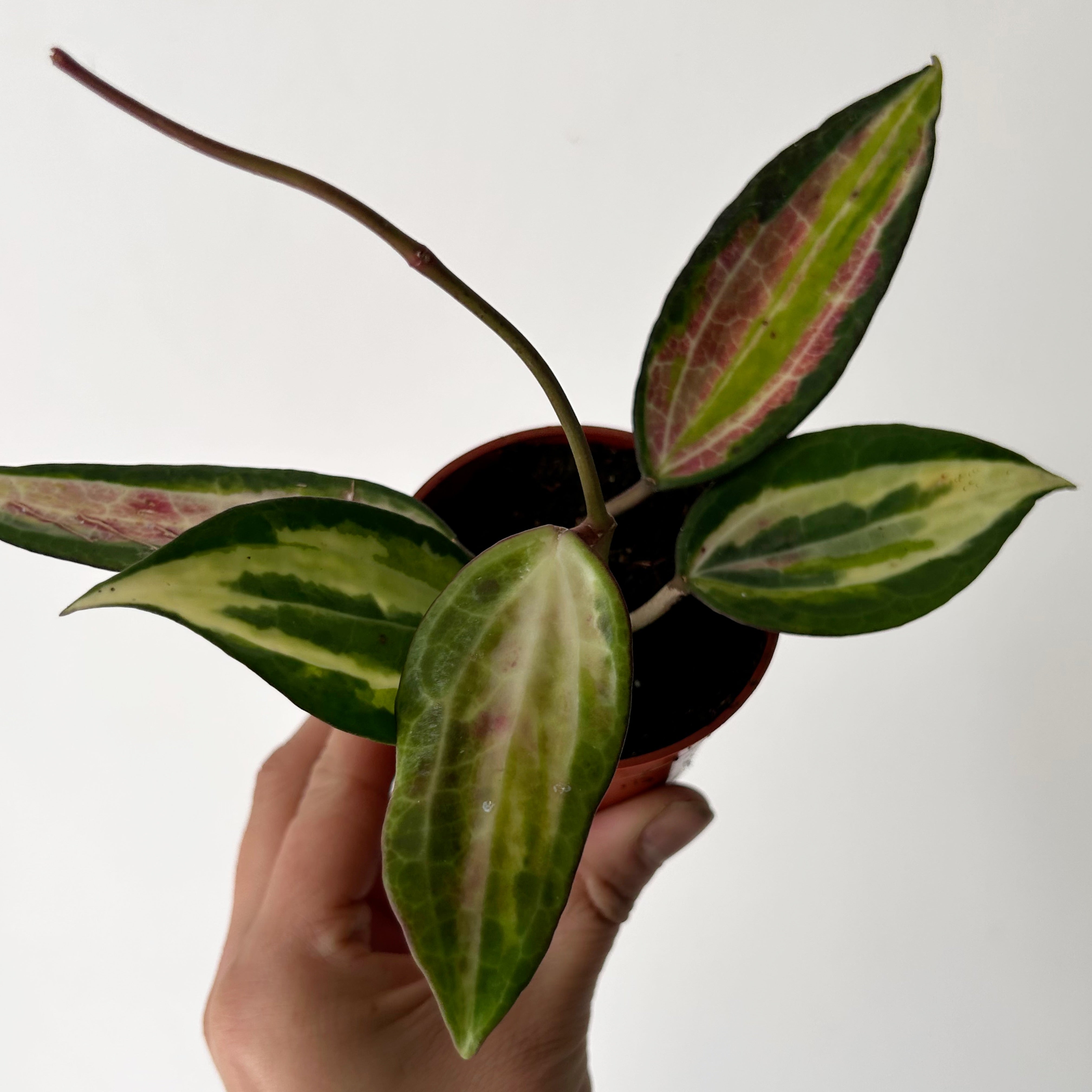 Hoya latifolia “Pot of Gold” 3”pot