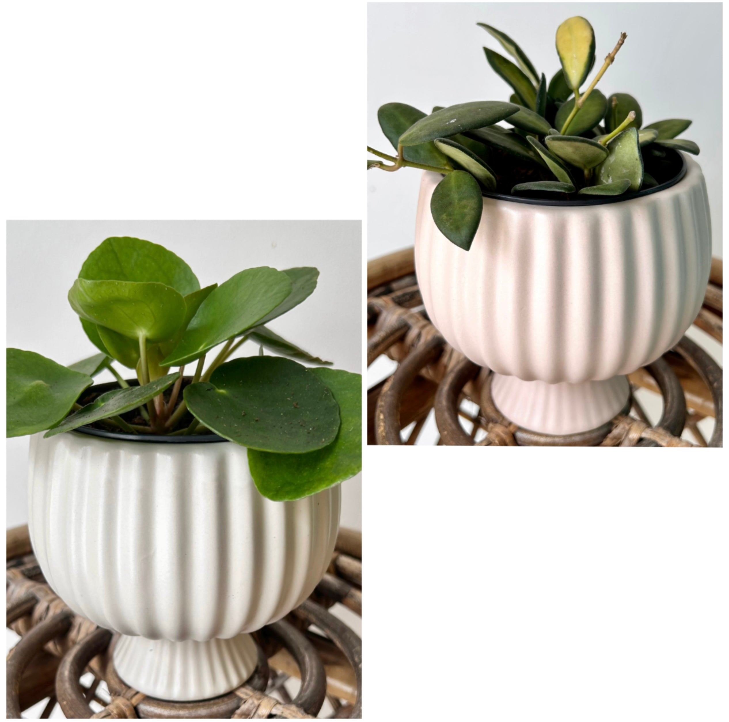 SONATA decorative compote planter (4”x4”) available in two colours