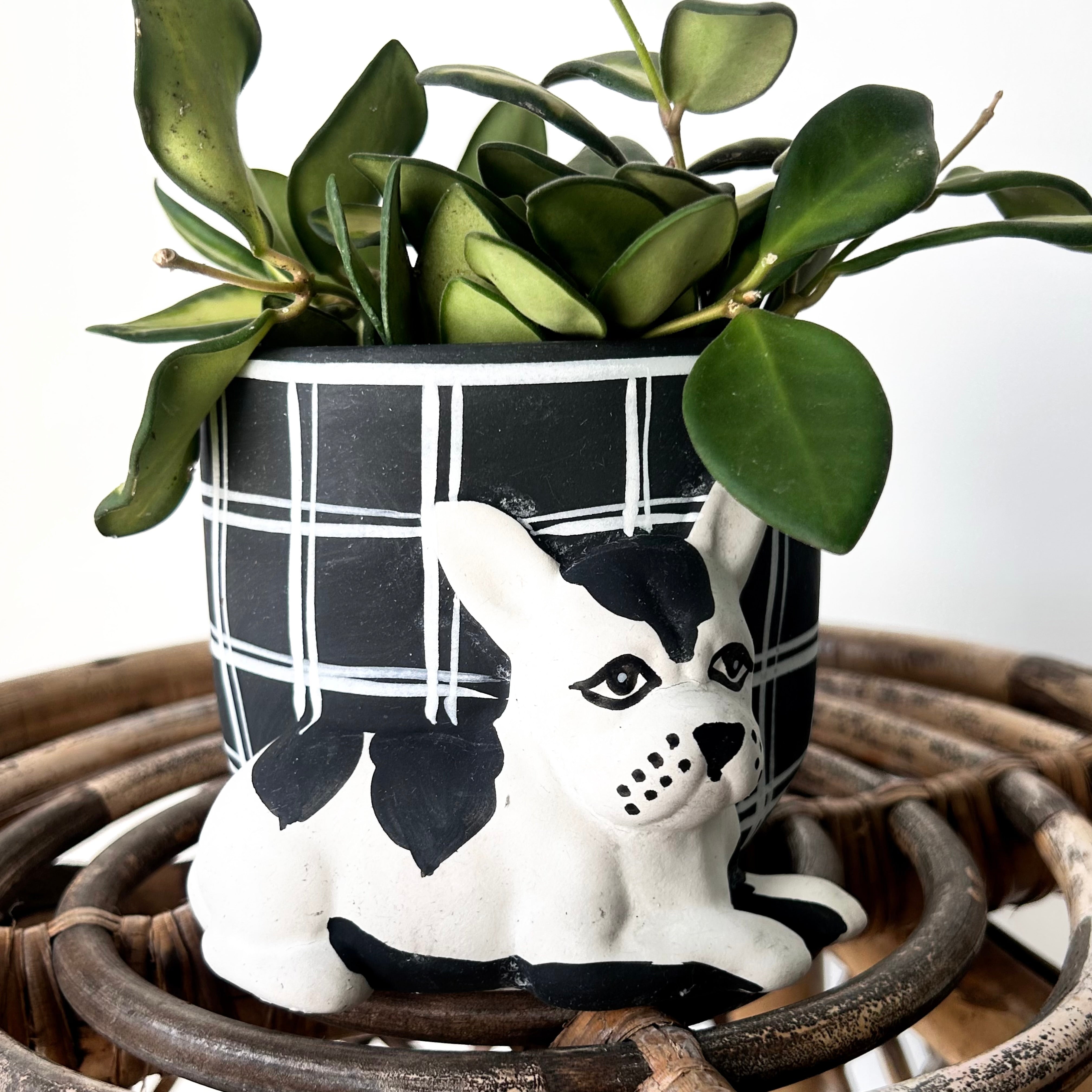 Pampered DOG Decorative Planter (4”x3.75”)