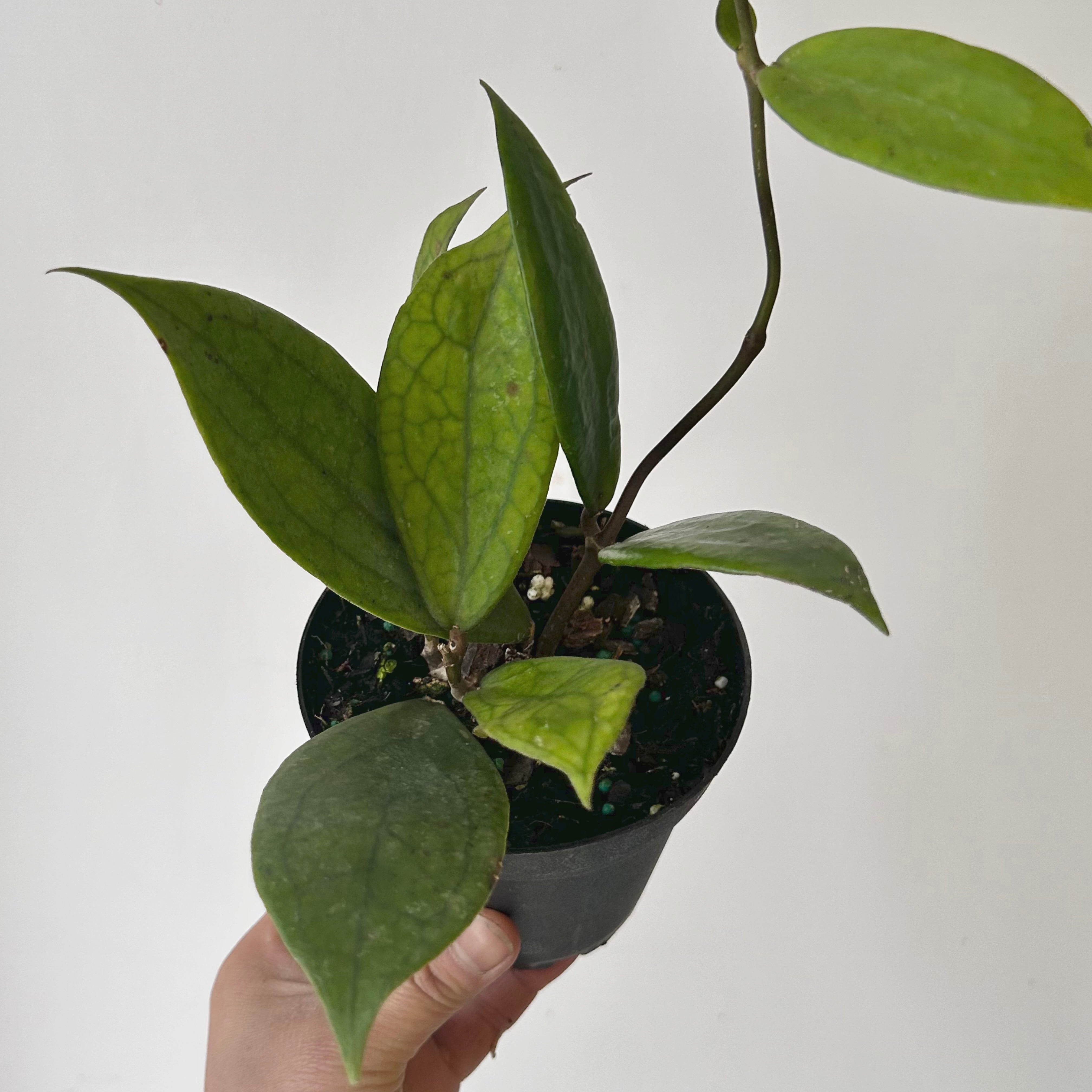 Hoya “Jennifer” (H. incrassataXH. finlaysonii) 4” pot