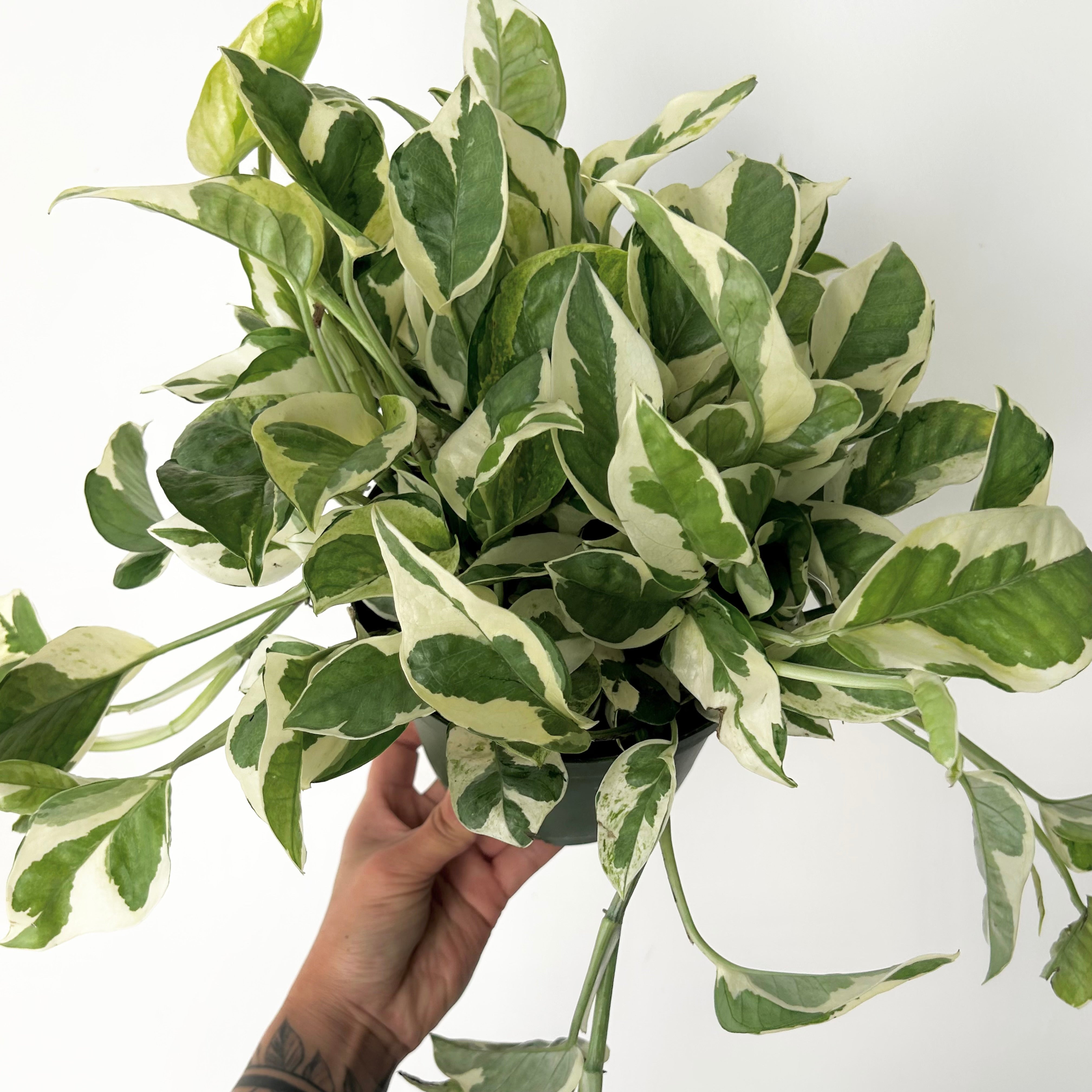 Pothos NJoy 6”pot