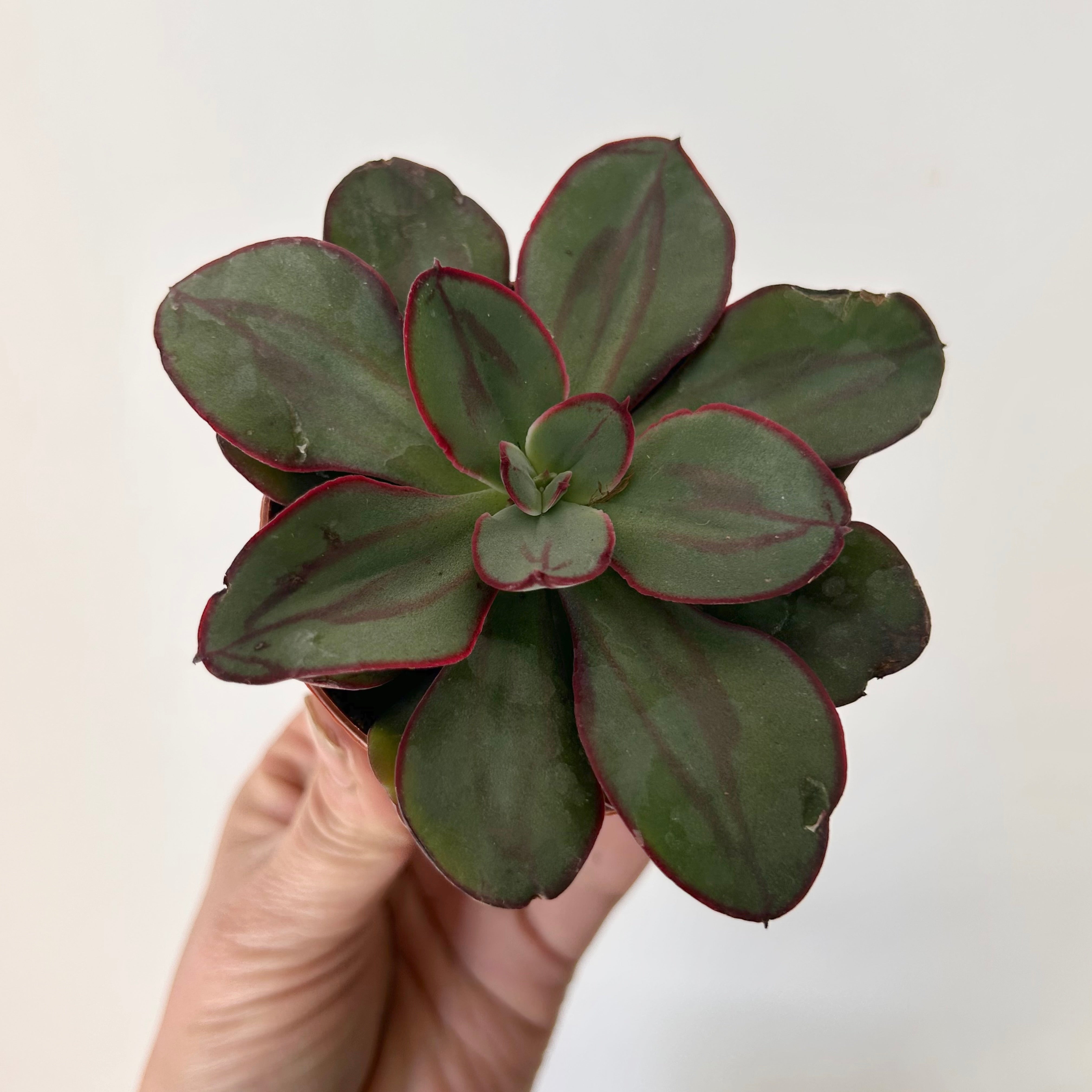 Echeveria nodulosa 3”pot