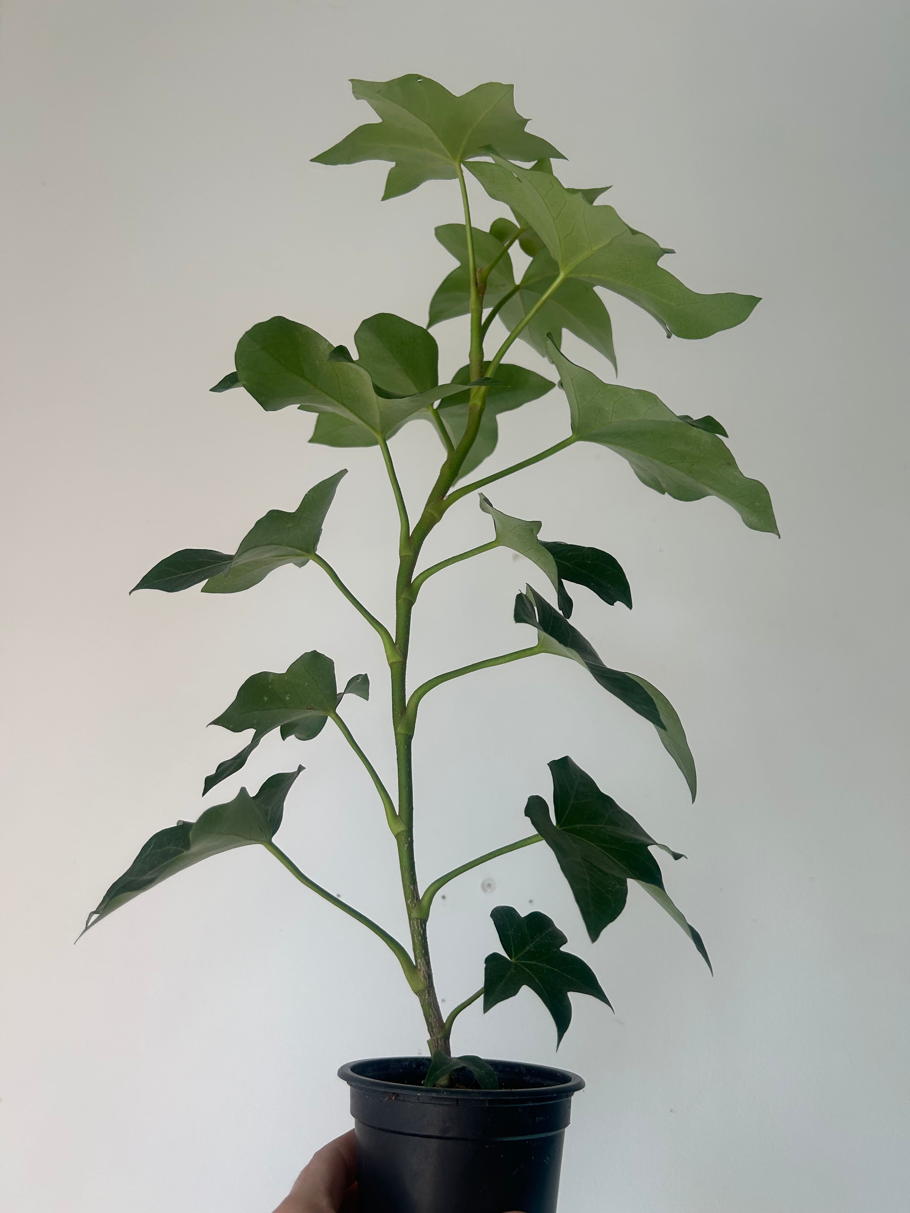 Tree Ivy Hybrid (xFatshedera lizei) 4” pot