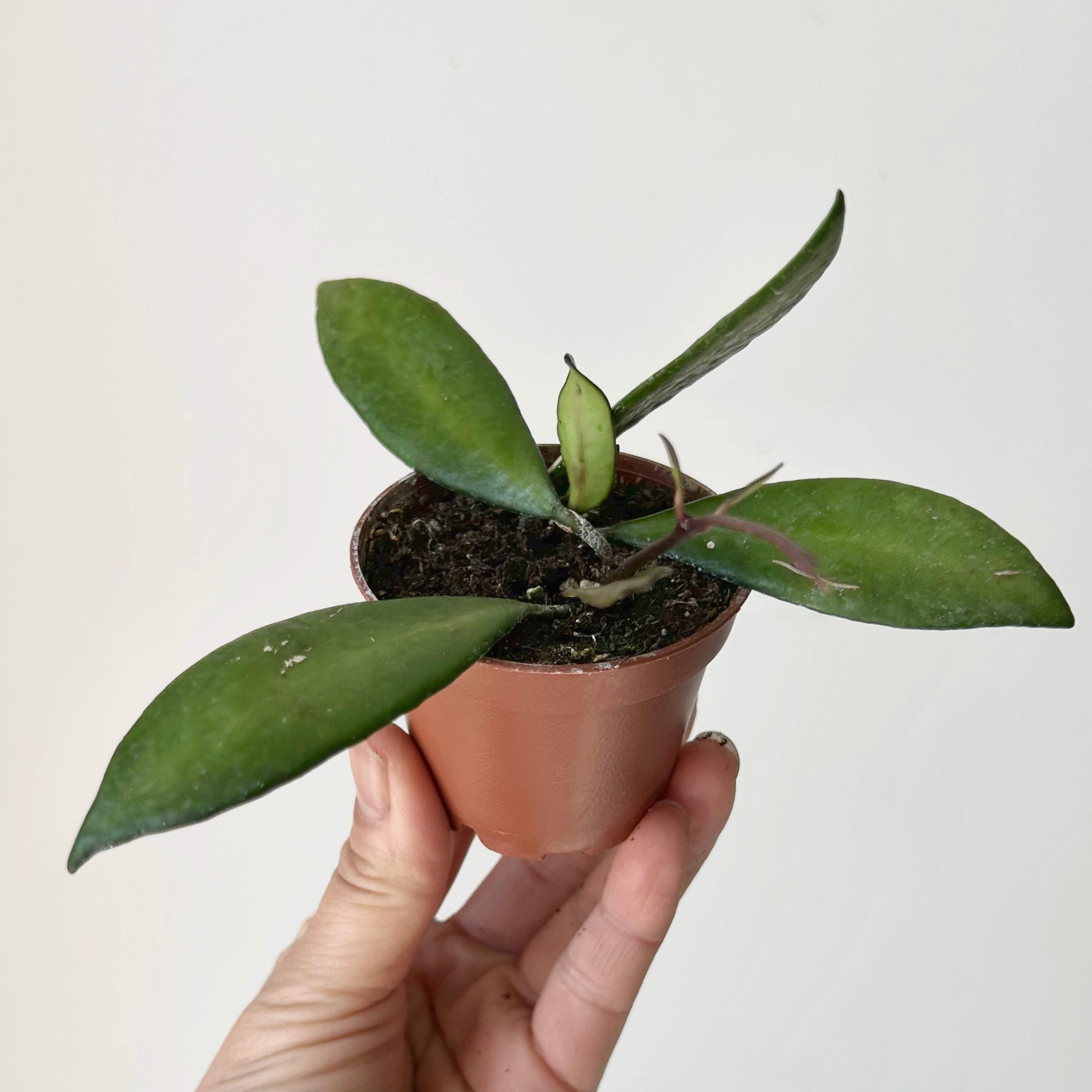 Hoya David cummingii 2.5” pot