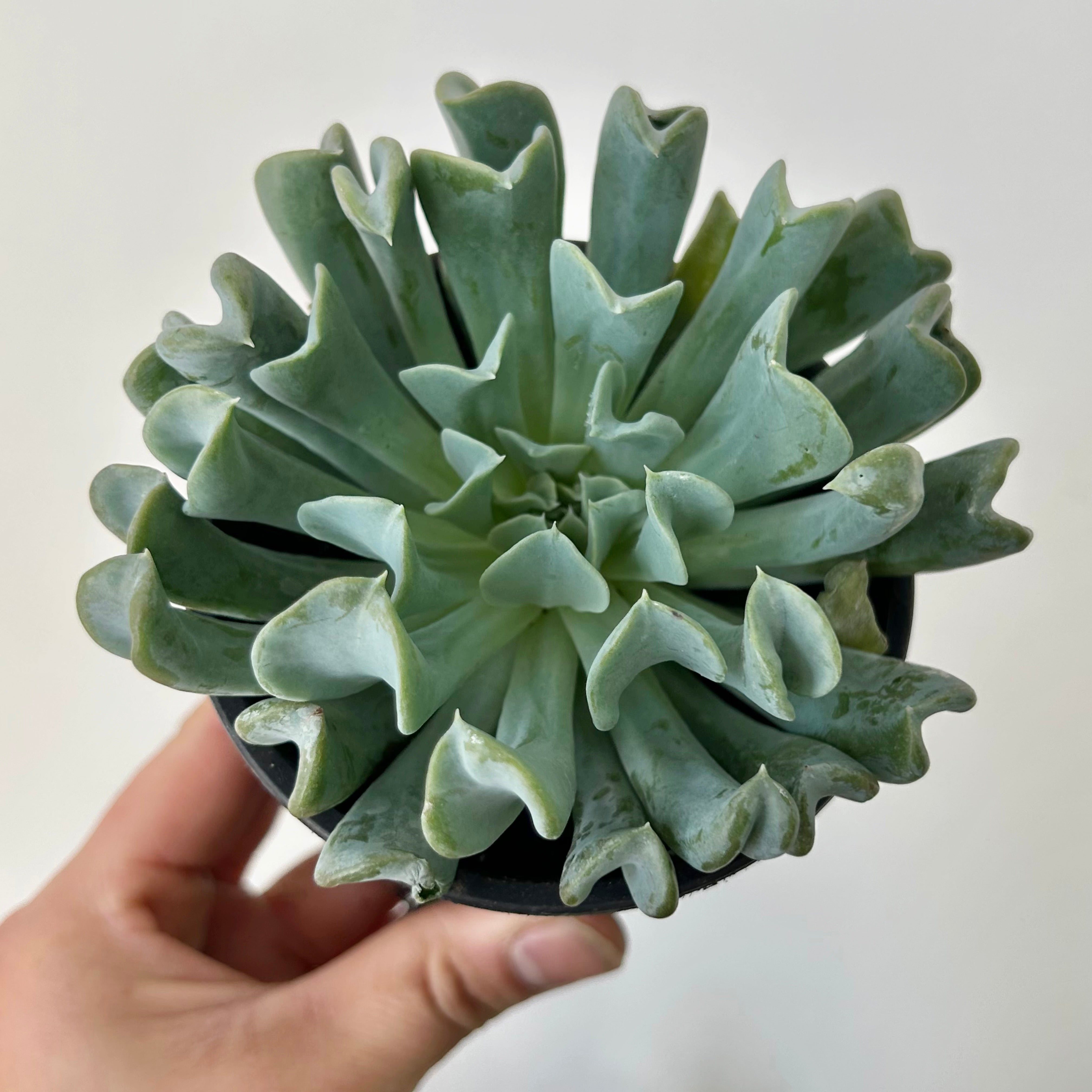 Echeveria runyonii 3.5” pot