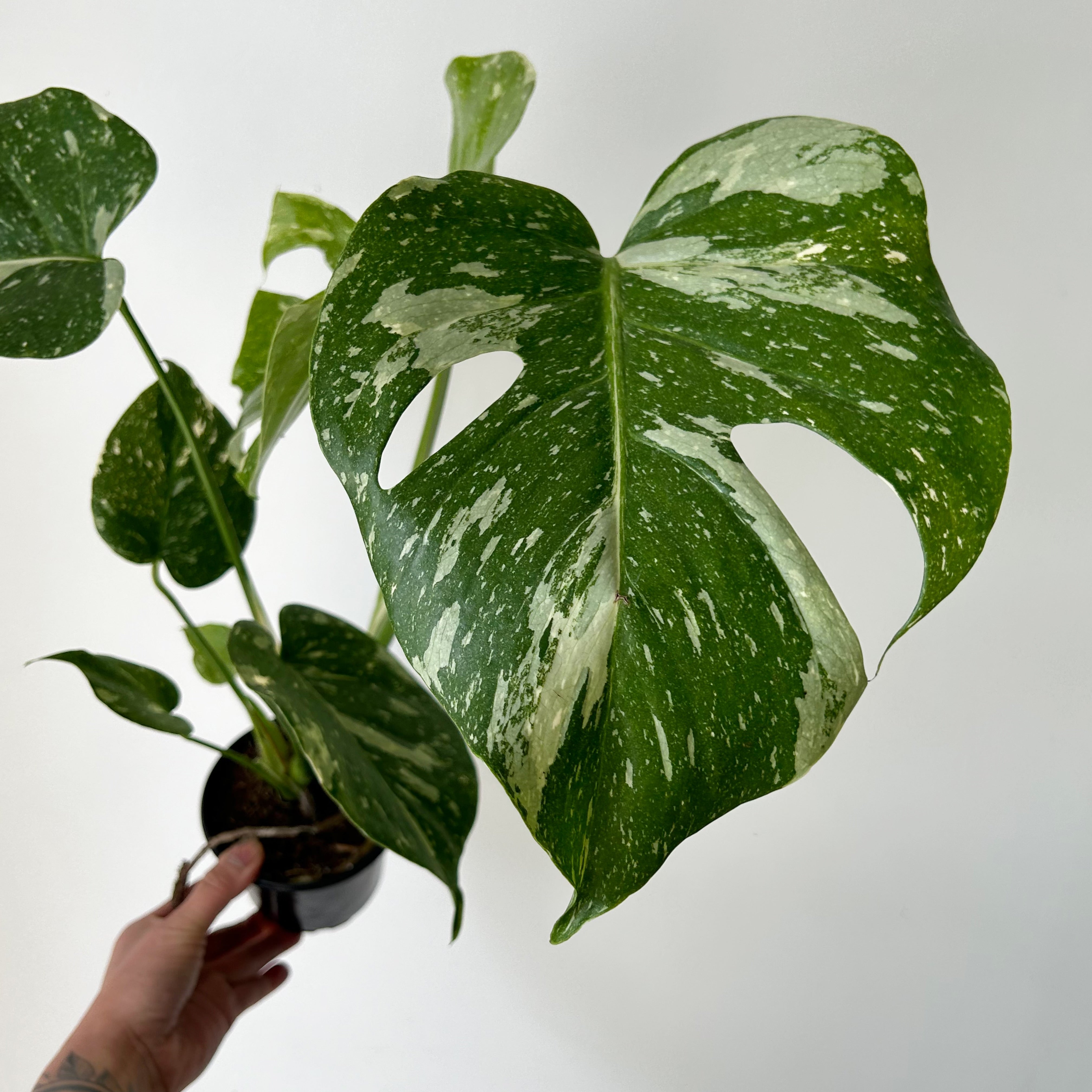 Monstera “Thai Constellation" 3.5”pot