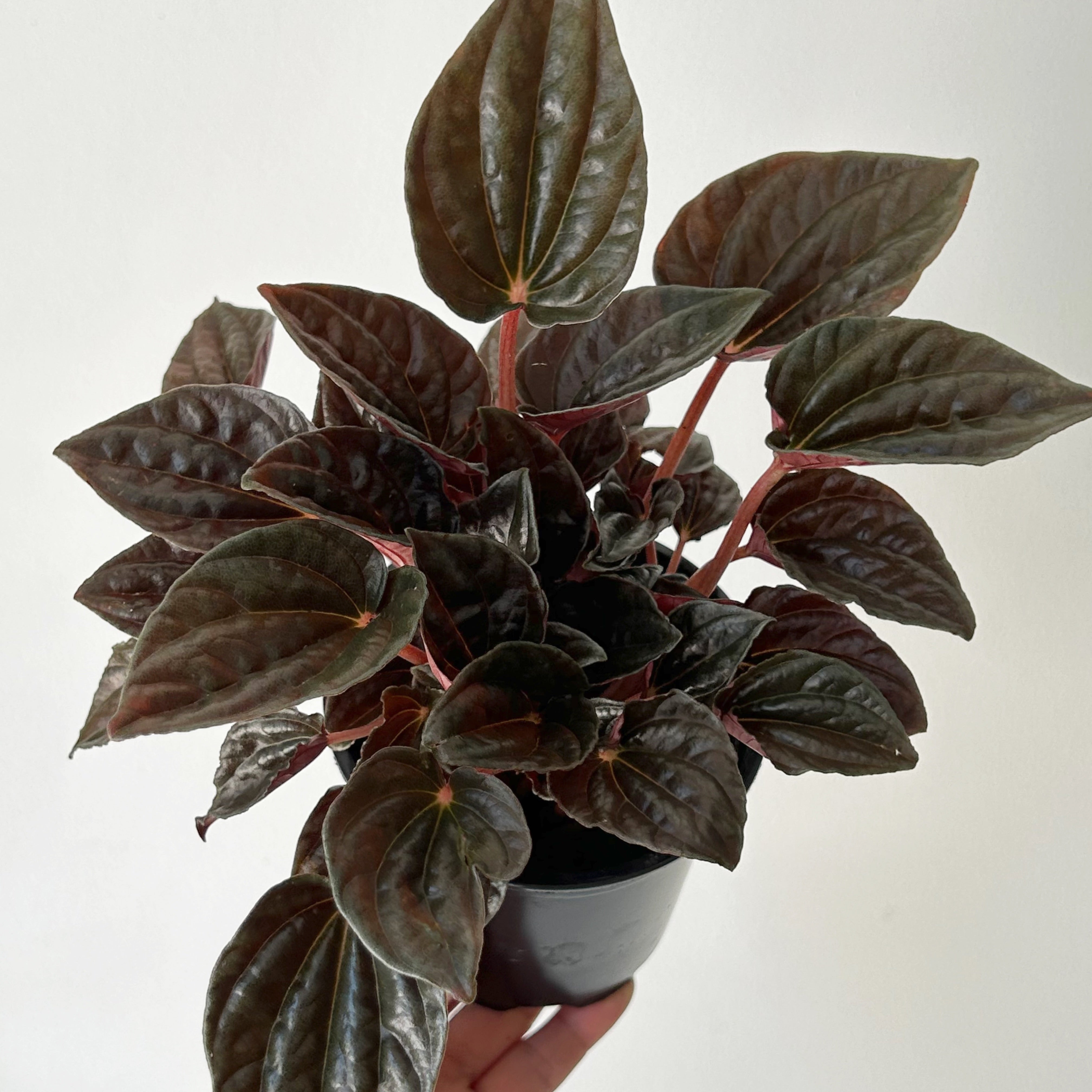 Peperomia caperata “Santiago” 4”pot