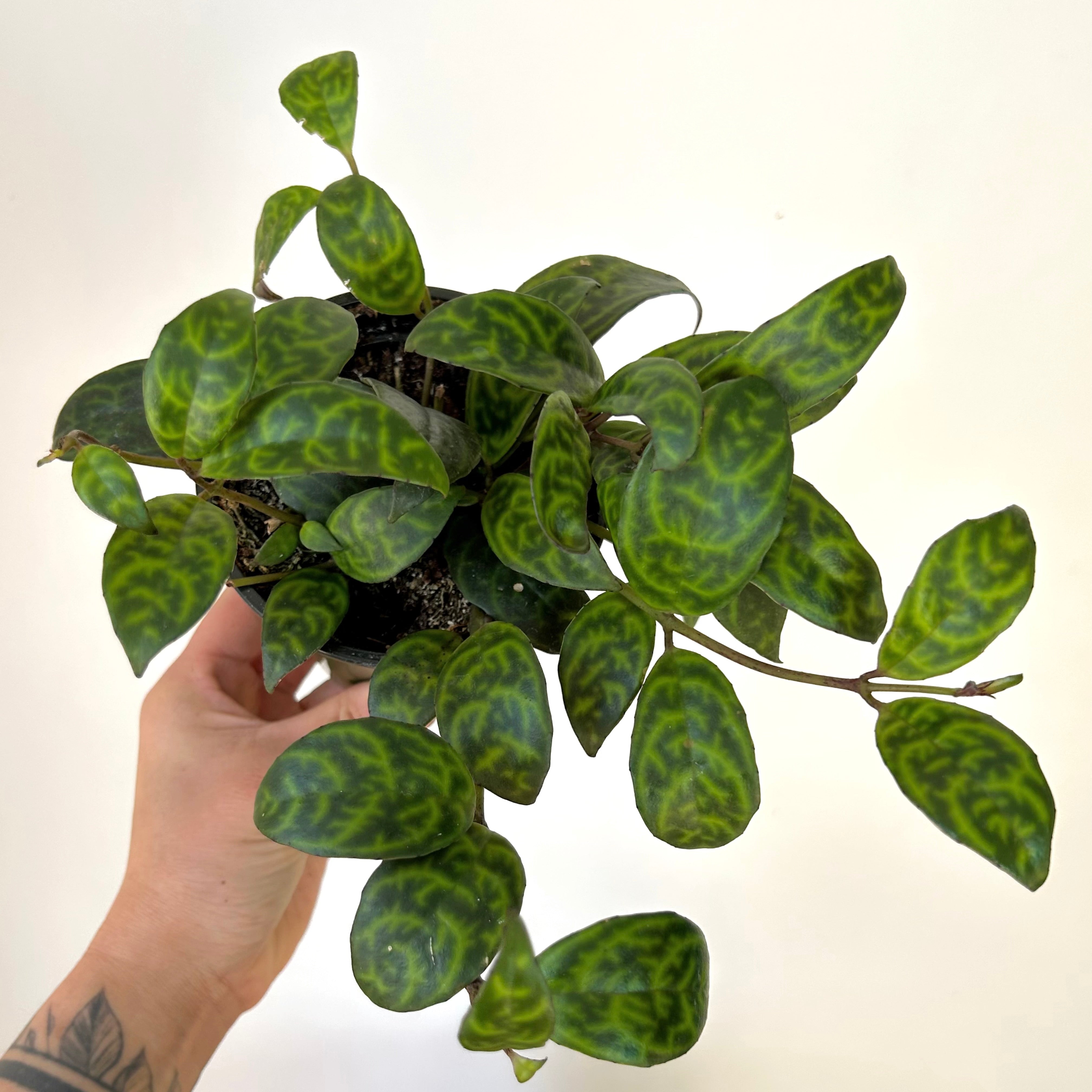 Black Pagoda Lipstick Plant (Aeschynanthus longicaulis) 4” pot