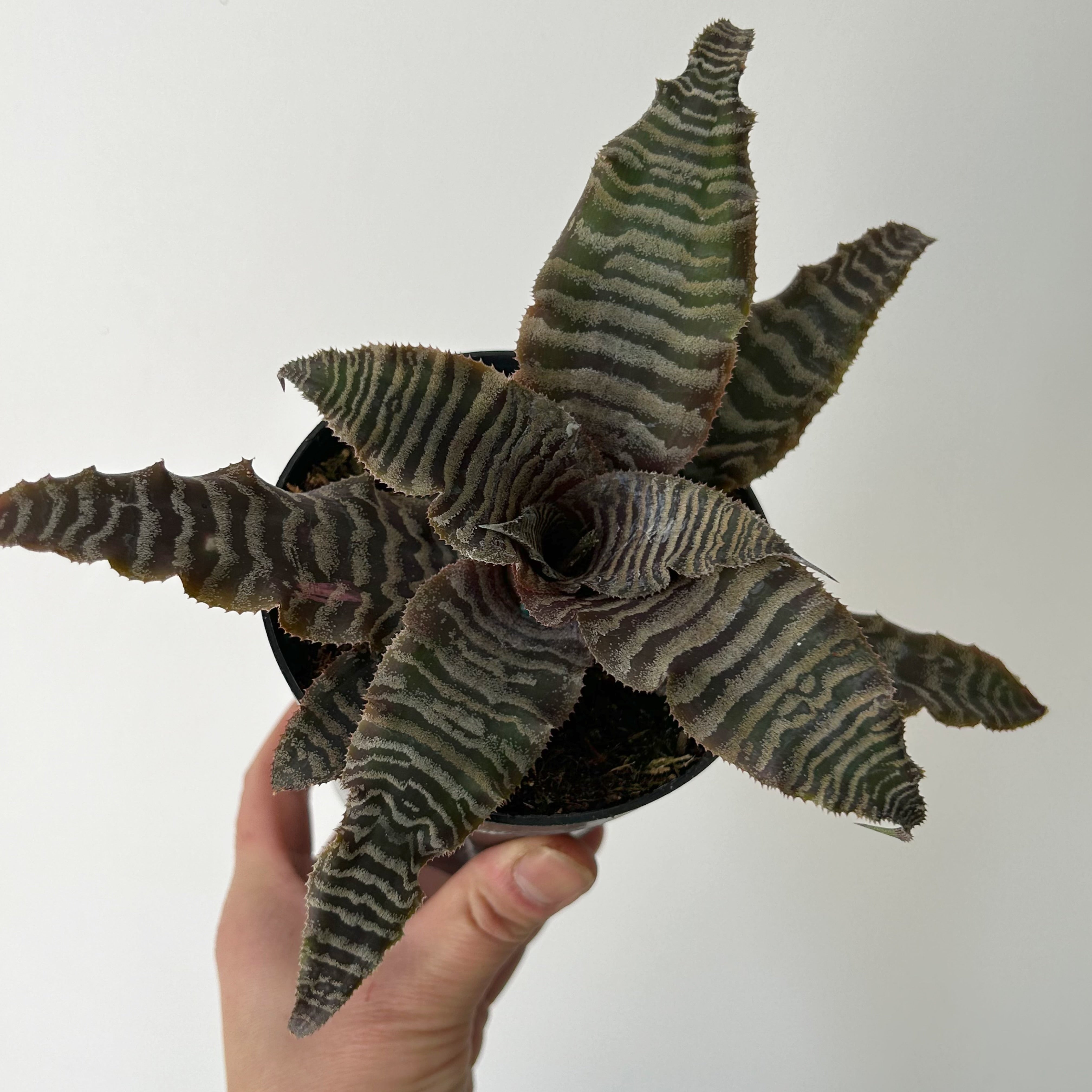Earth Star cryptanthus zonatus 4” pot