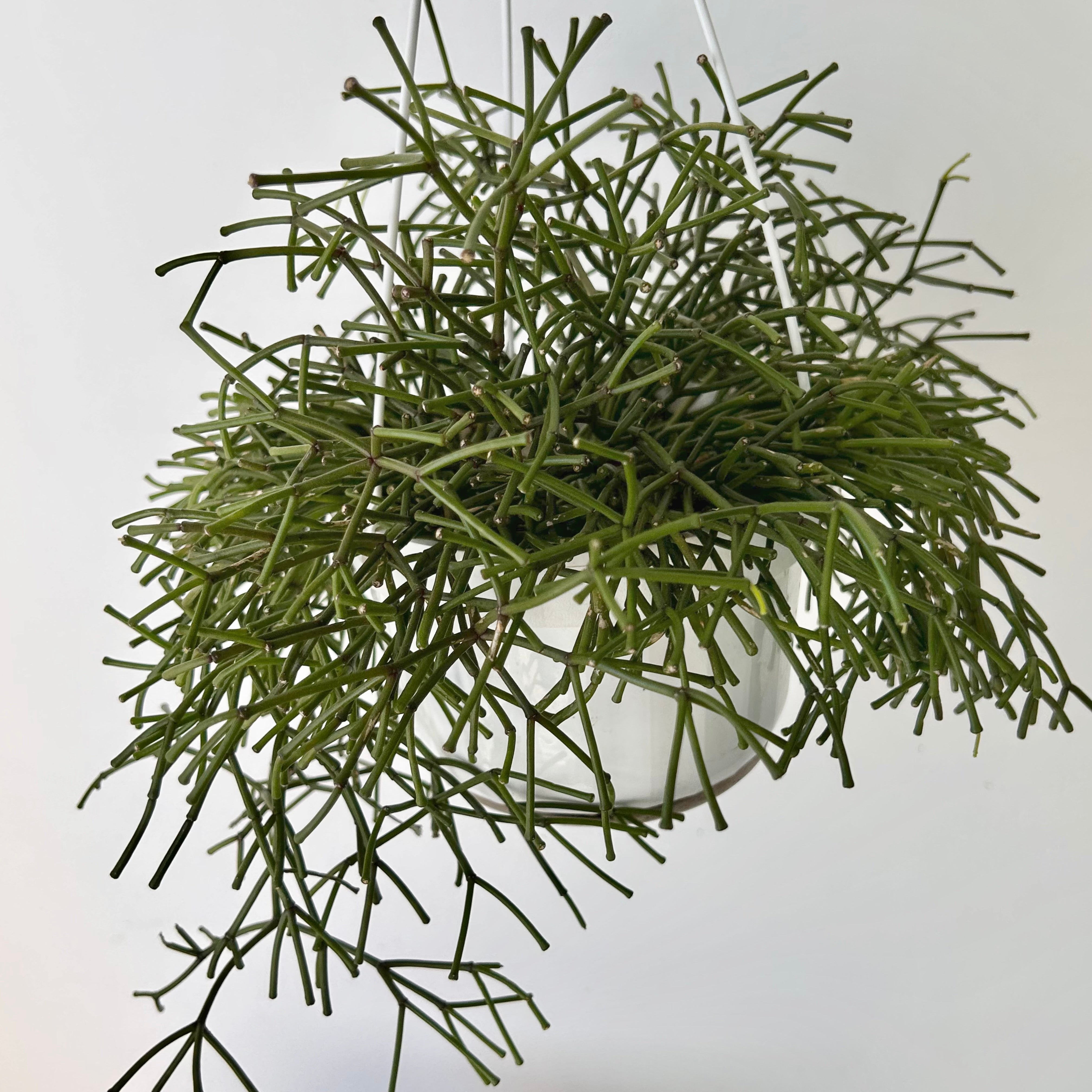Rhipsalis clavata 6” hanging basket
