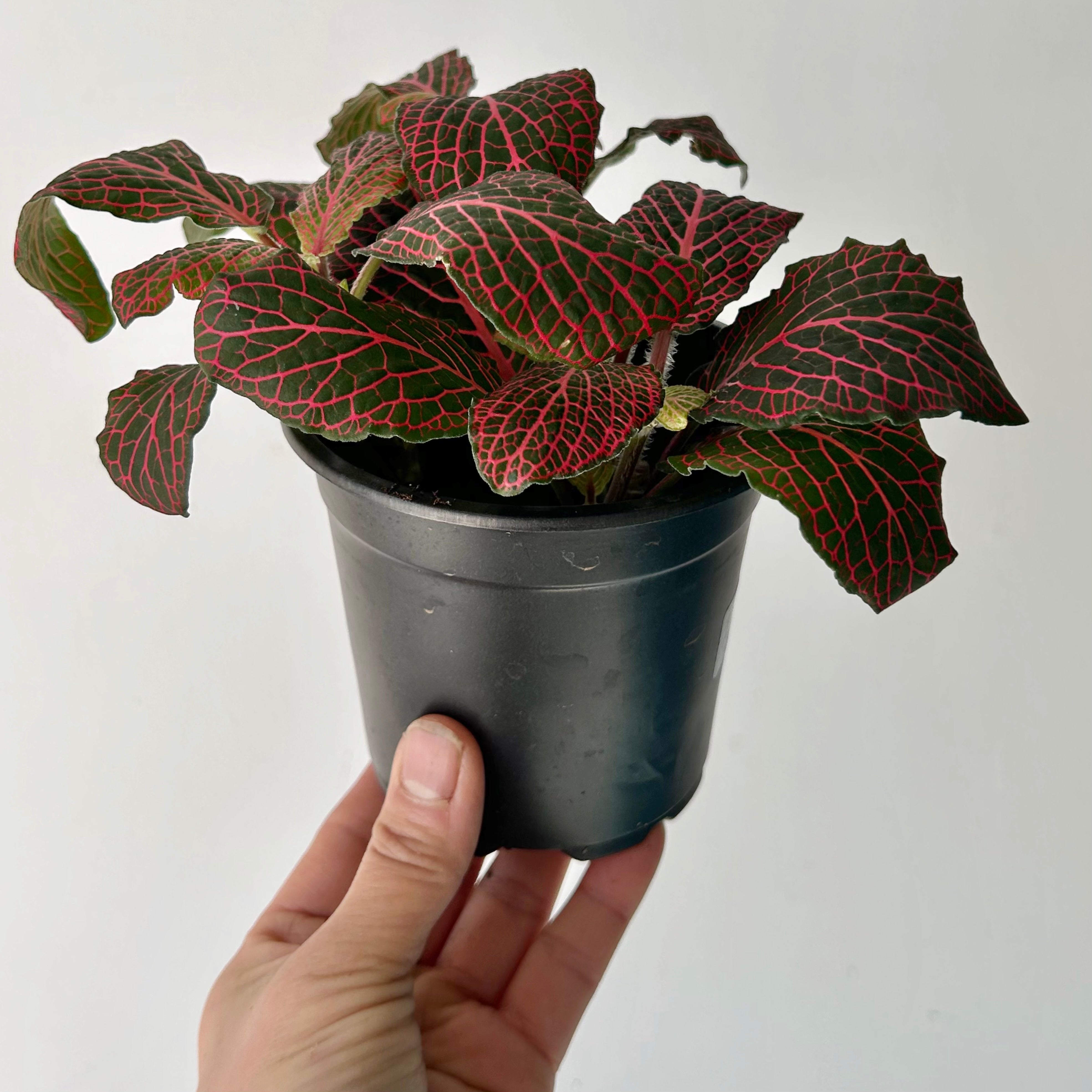 Red Nerve Plant (large leaves) 4”pot