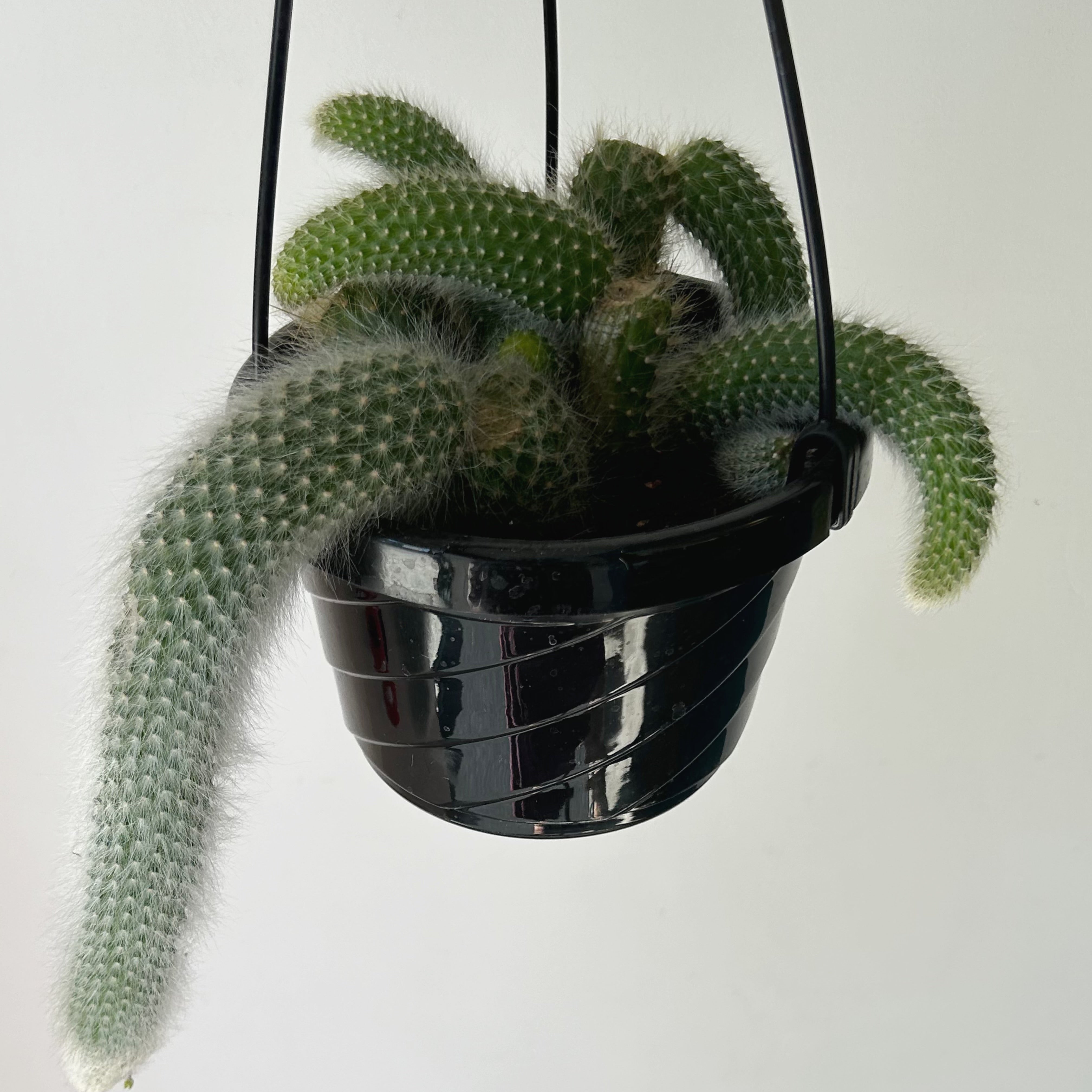 Monkey Tail Cactus (Cleistocactus colademononis) 6” hanging basket