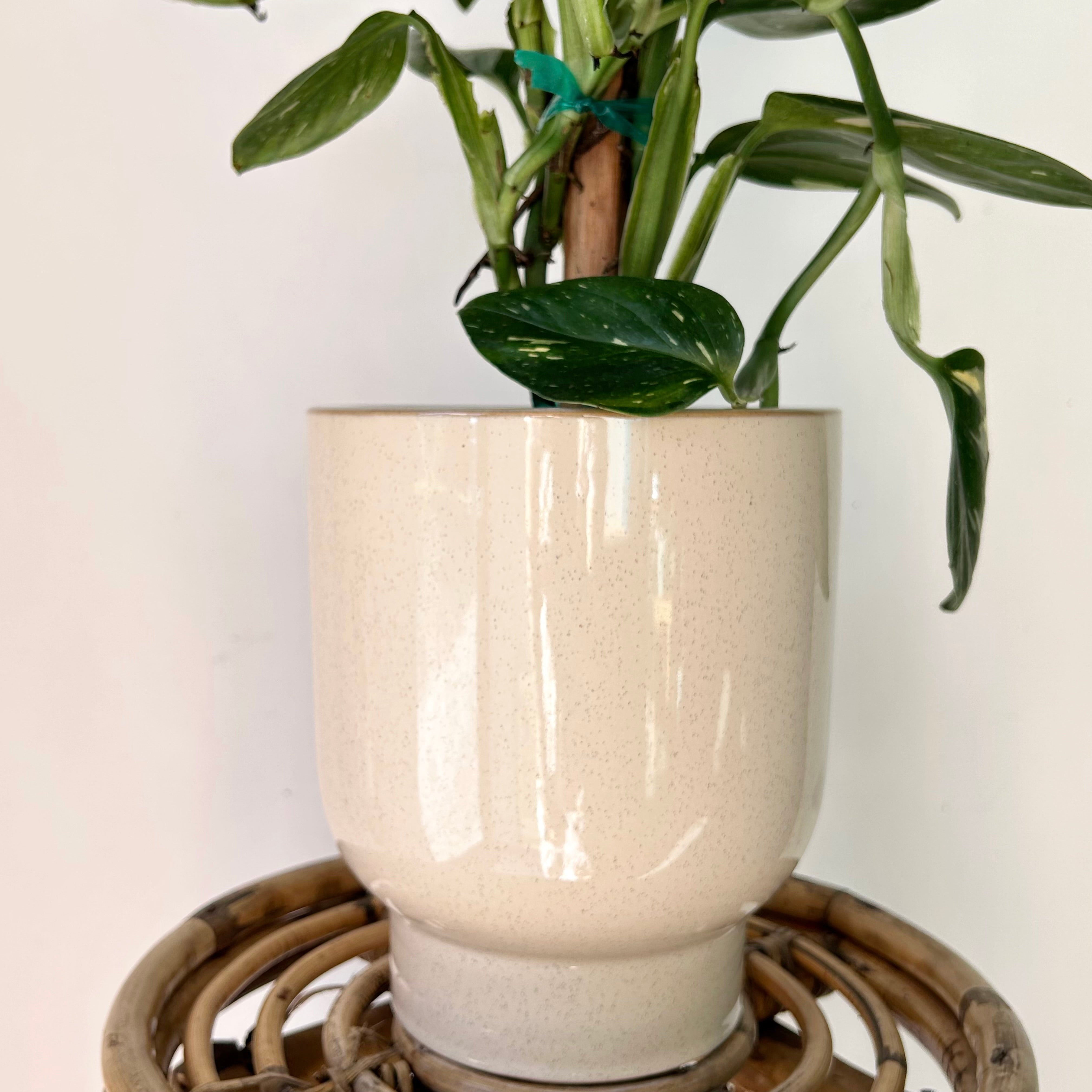ELLIOT Glossy Raised Decorative Pot (7”x8”) available in two colours