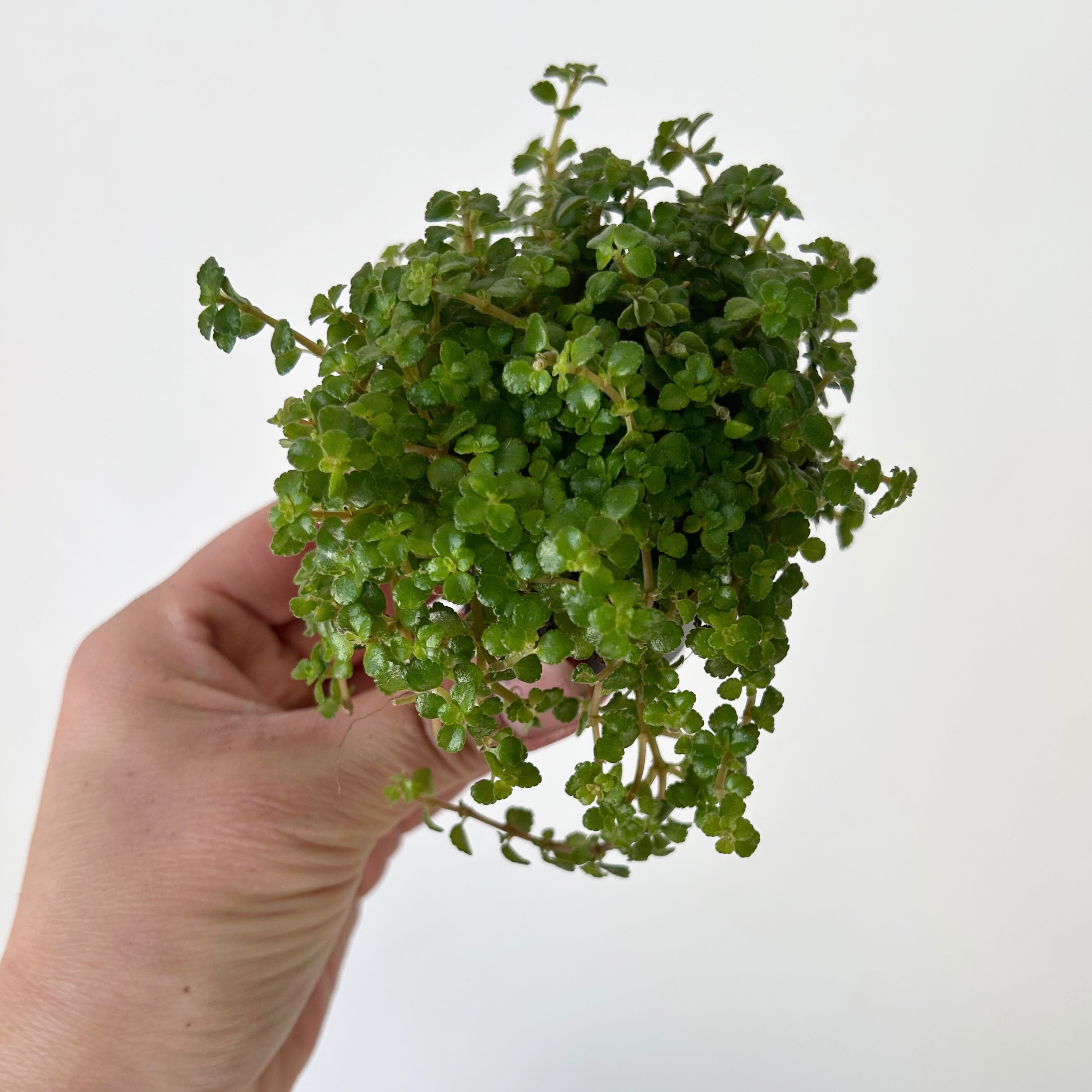 Pilea depressa 2.5” pot