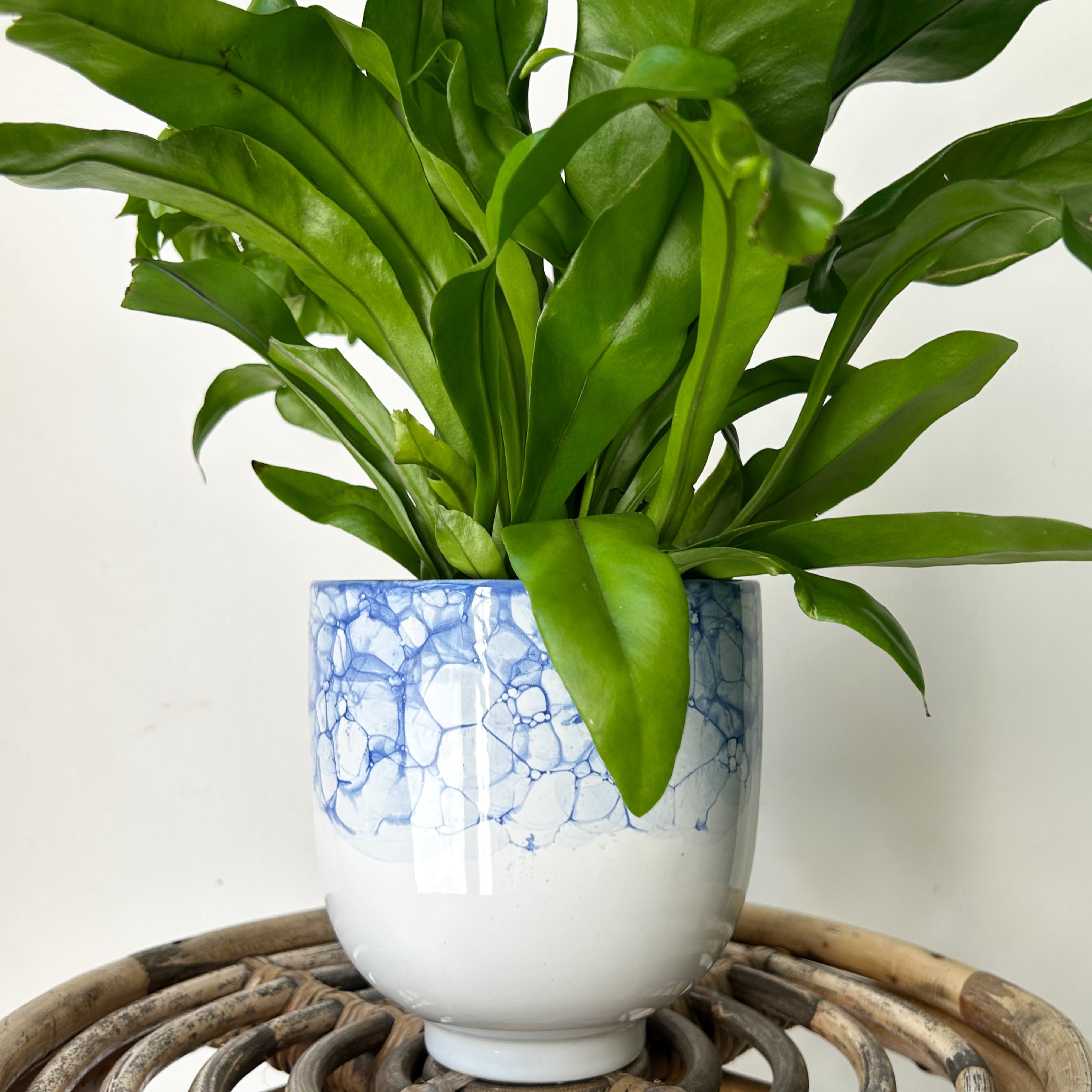 ELLORY Decorative Ceramic Pot (5”x5”)