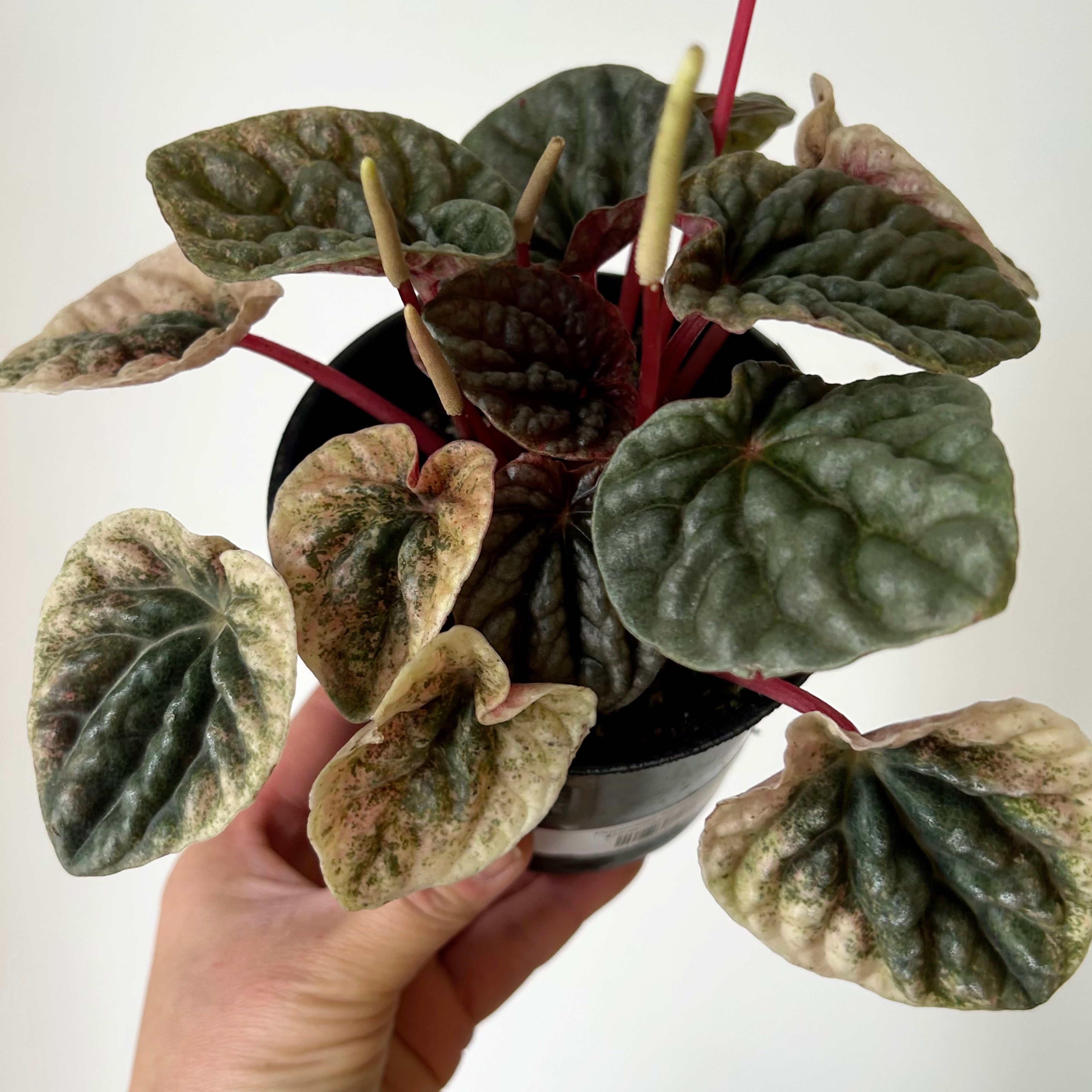 Peperomia Abricos 4”pot