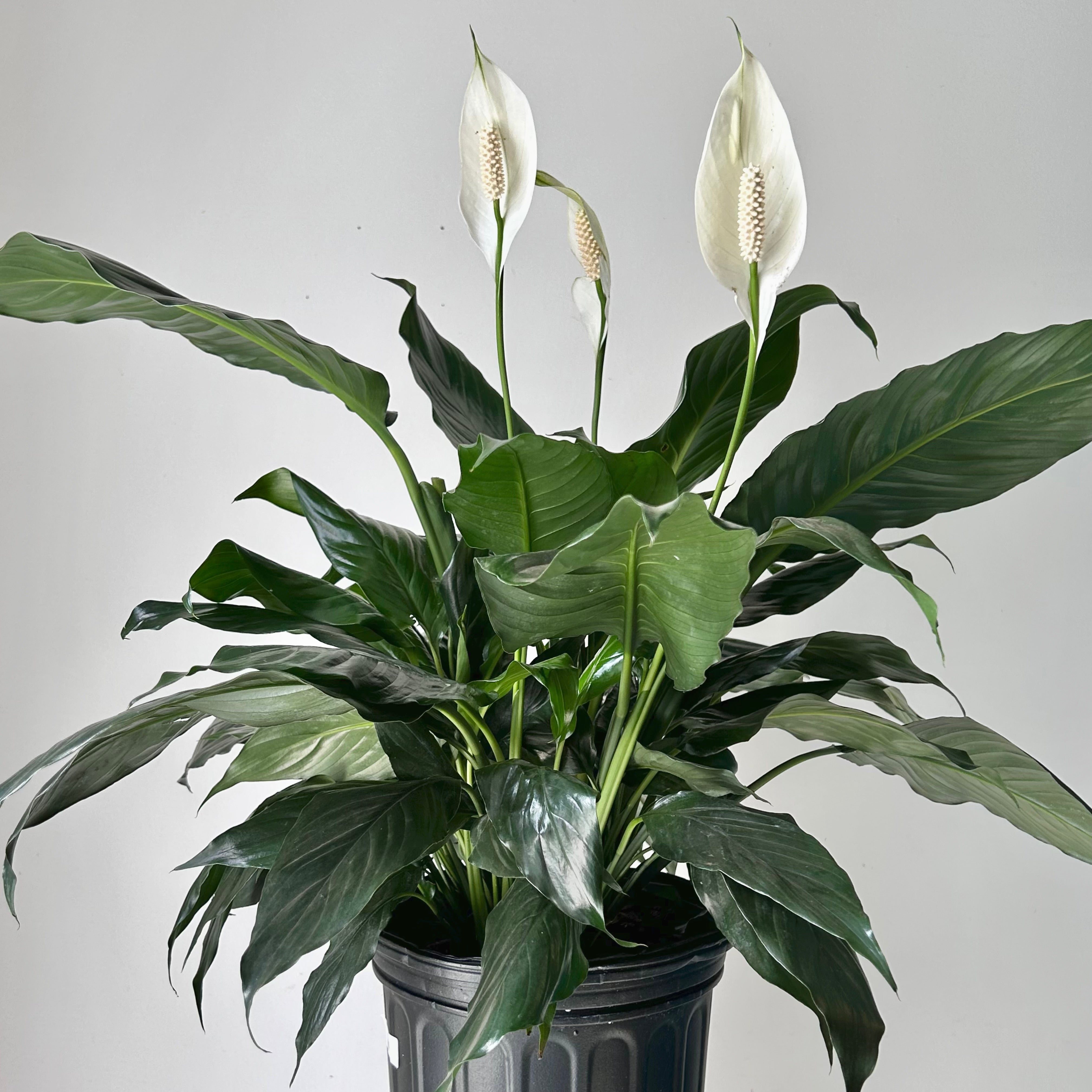 Peace Lily (Spathiphyllum) 8”pot