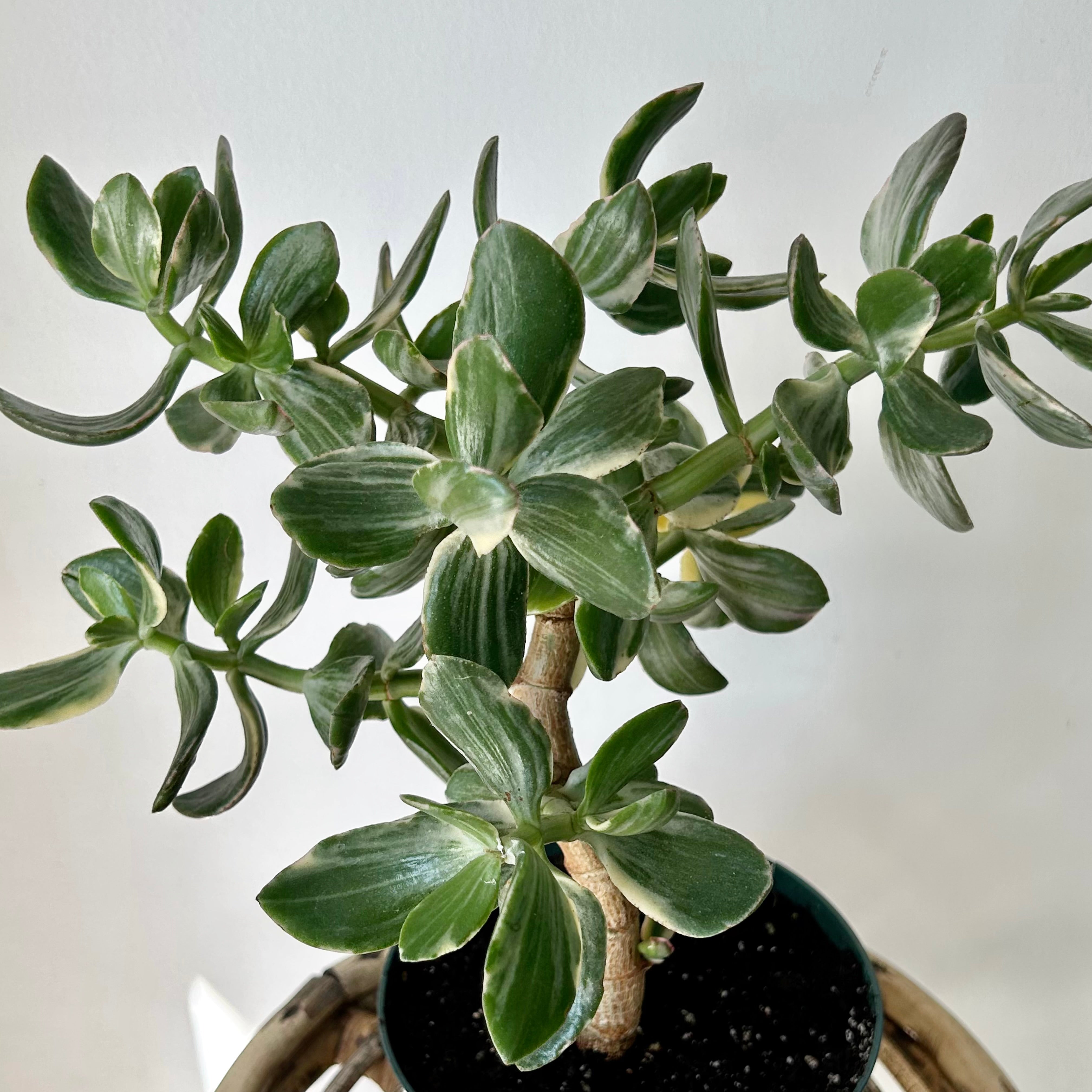 Variegated Jade Succulent Tree  (Crassula Ovata Tricolour) 6”pot