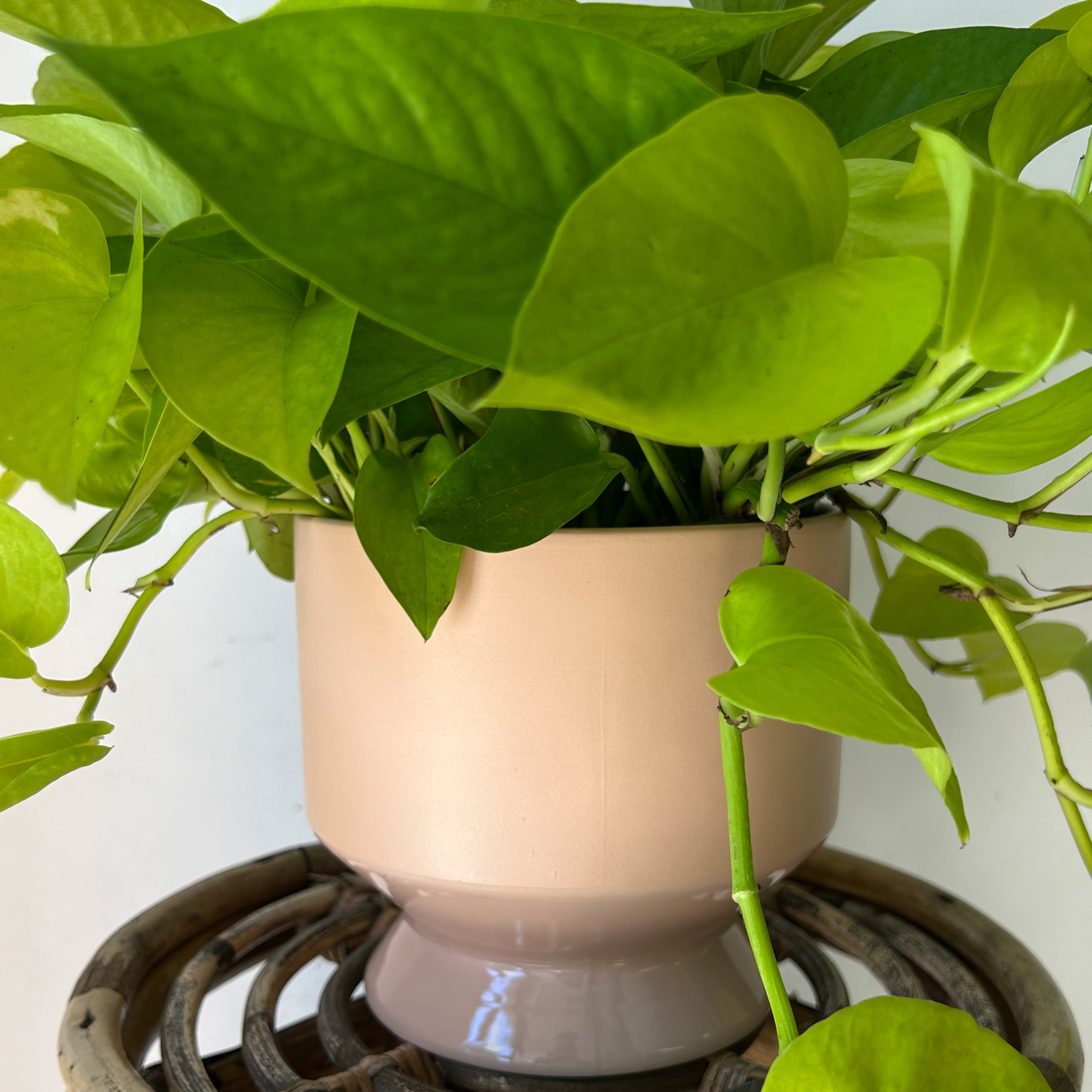 PASADENA PASTEL Decorative Pot (6”x6”) available in 3 colours