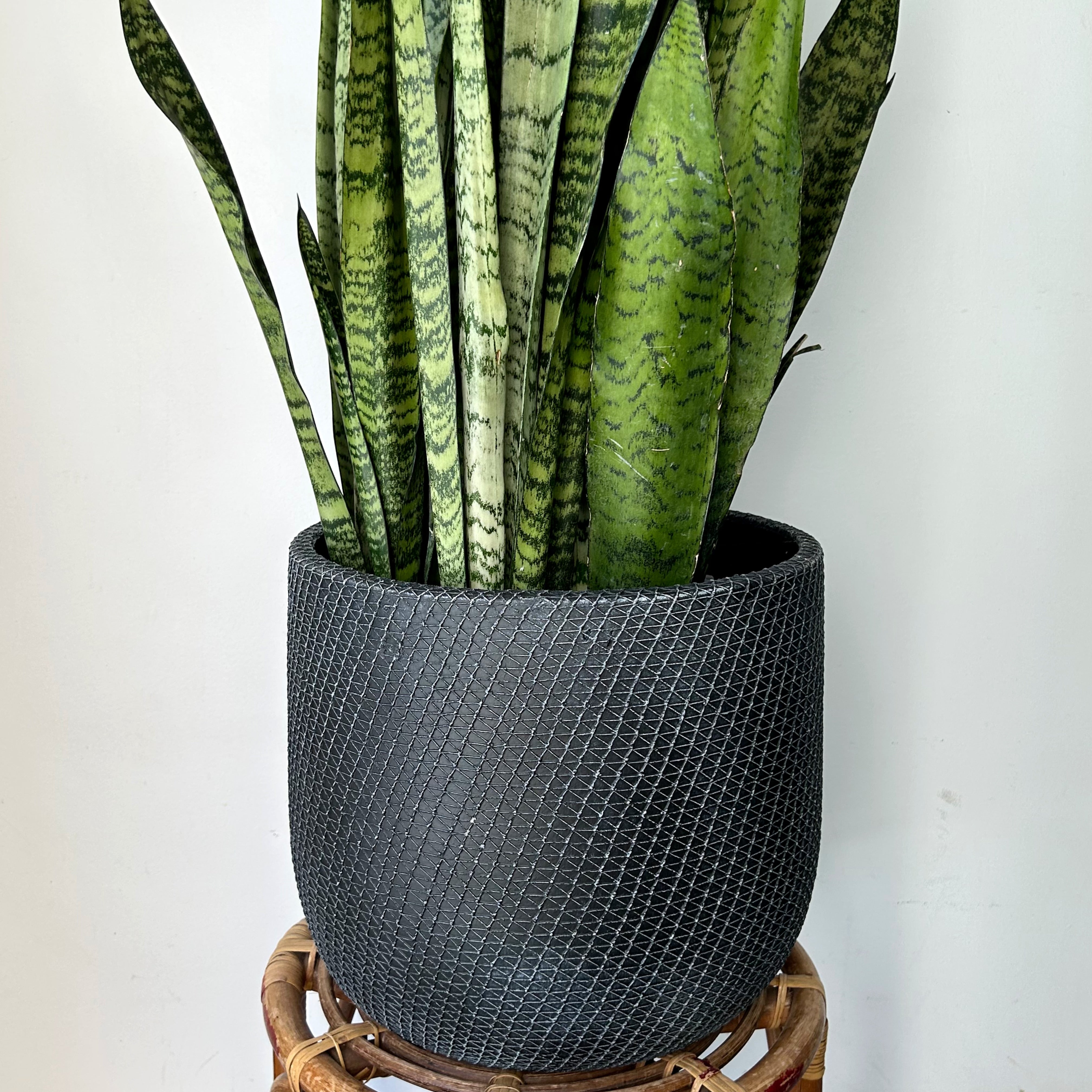 COMET Decorative Cement Pot (available in 3 sizes)
