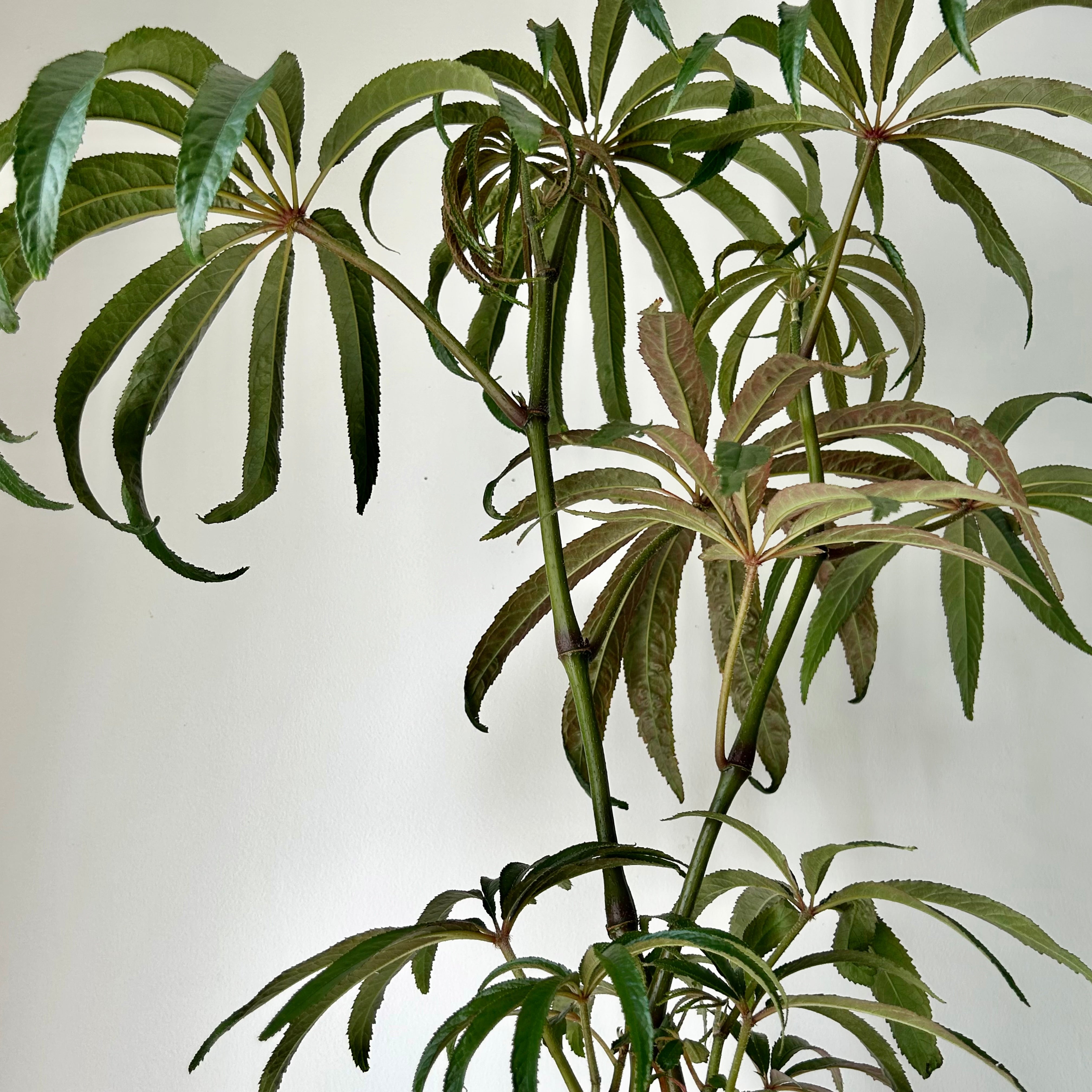 Palm Leaf Begonia (Luxurians) approximately 2 ft tall in 6”pot