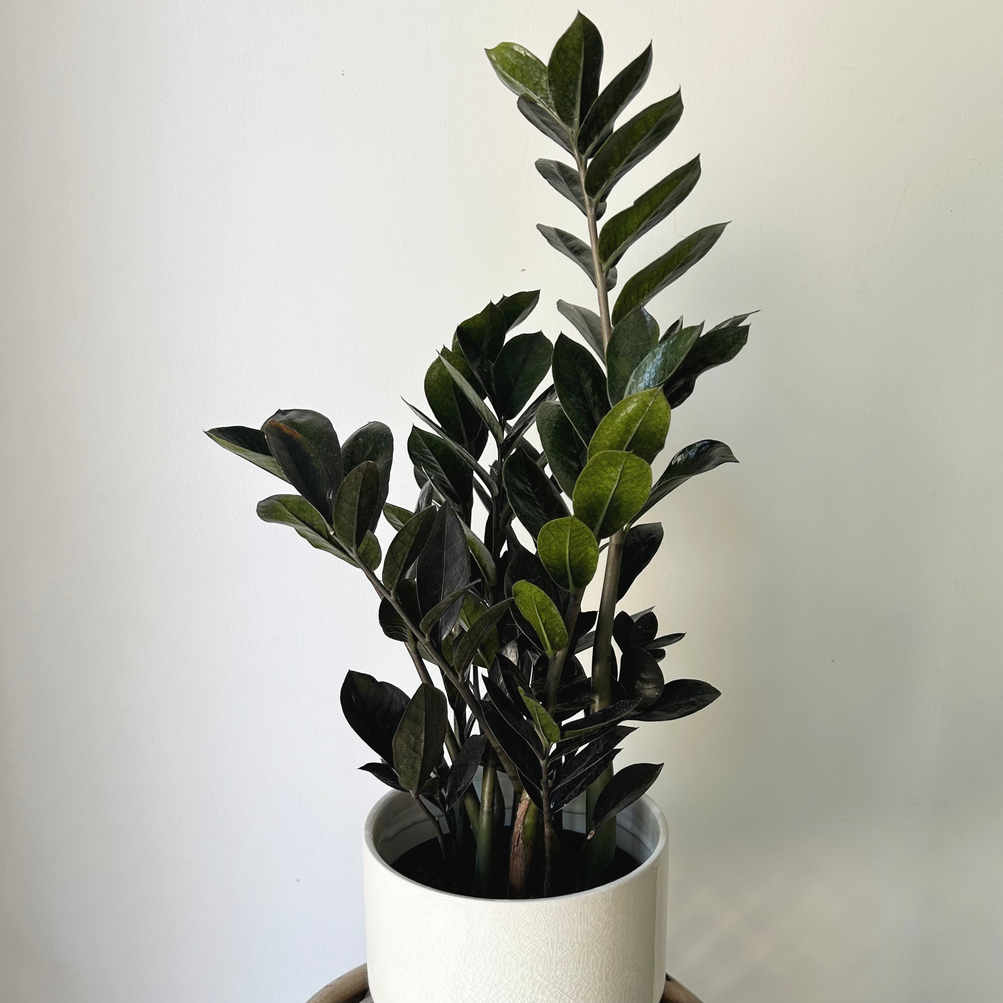 Black ZZ  (Zamioculcas zamiifolia) approximately 22inches tall in 6" pot