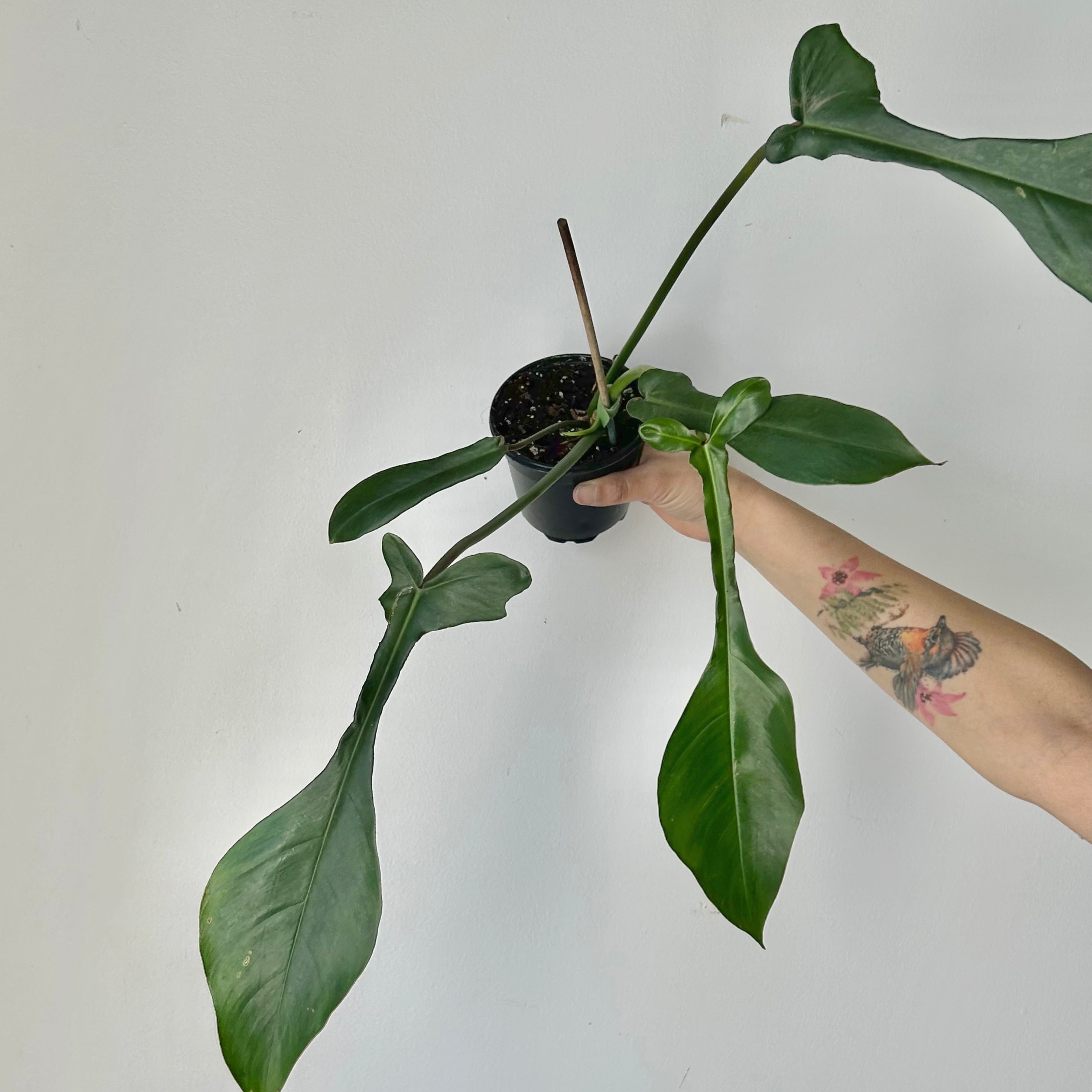 Philodendron joepii 4”pot