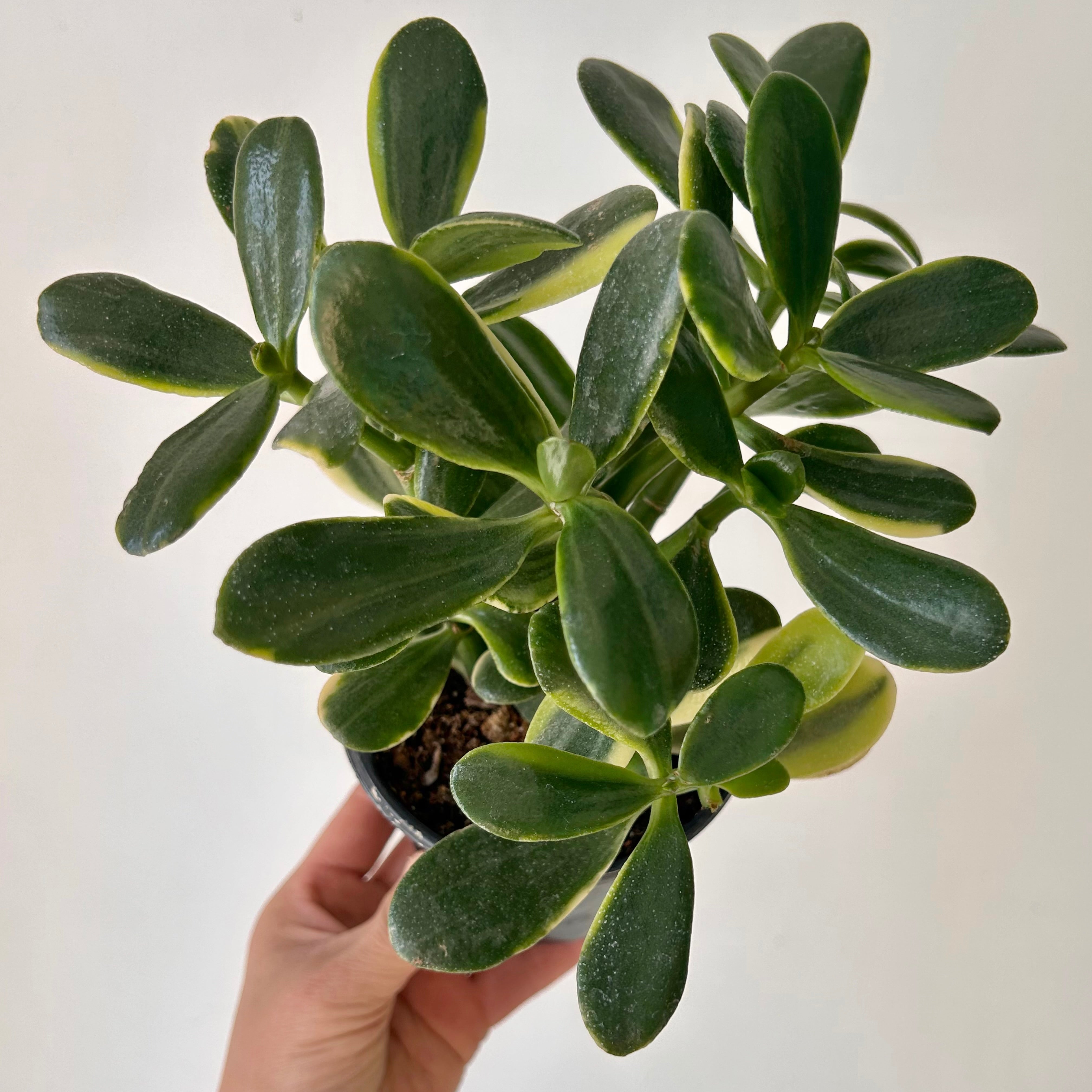 Variegated Jade Succulent  (Crassula ovata Tricolour) 4”pot