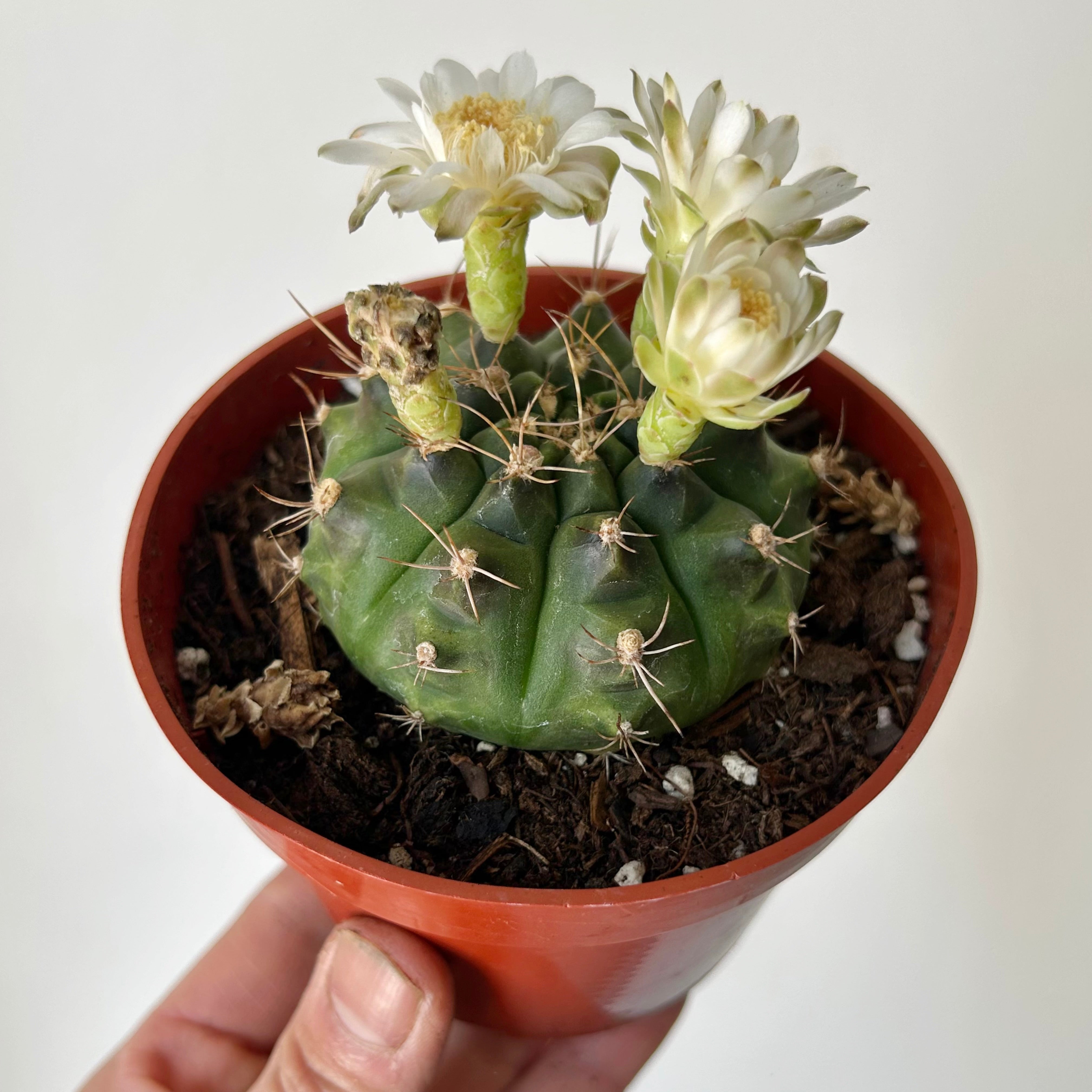 Gymnocalycium mihanovichii 4" pot